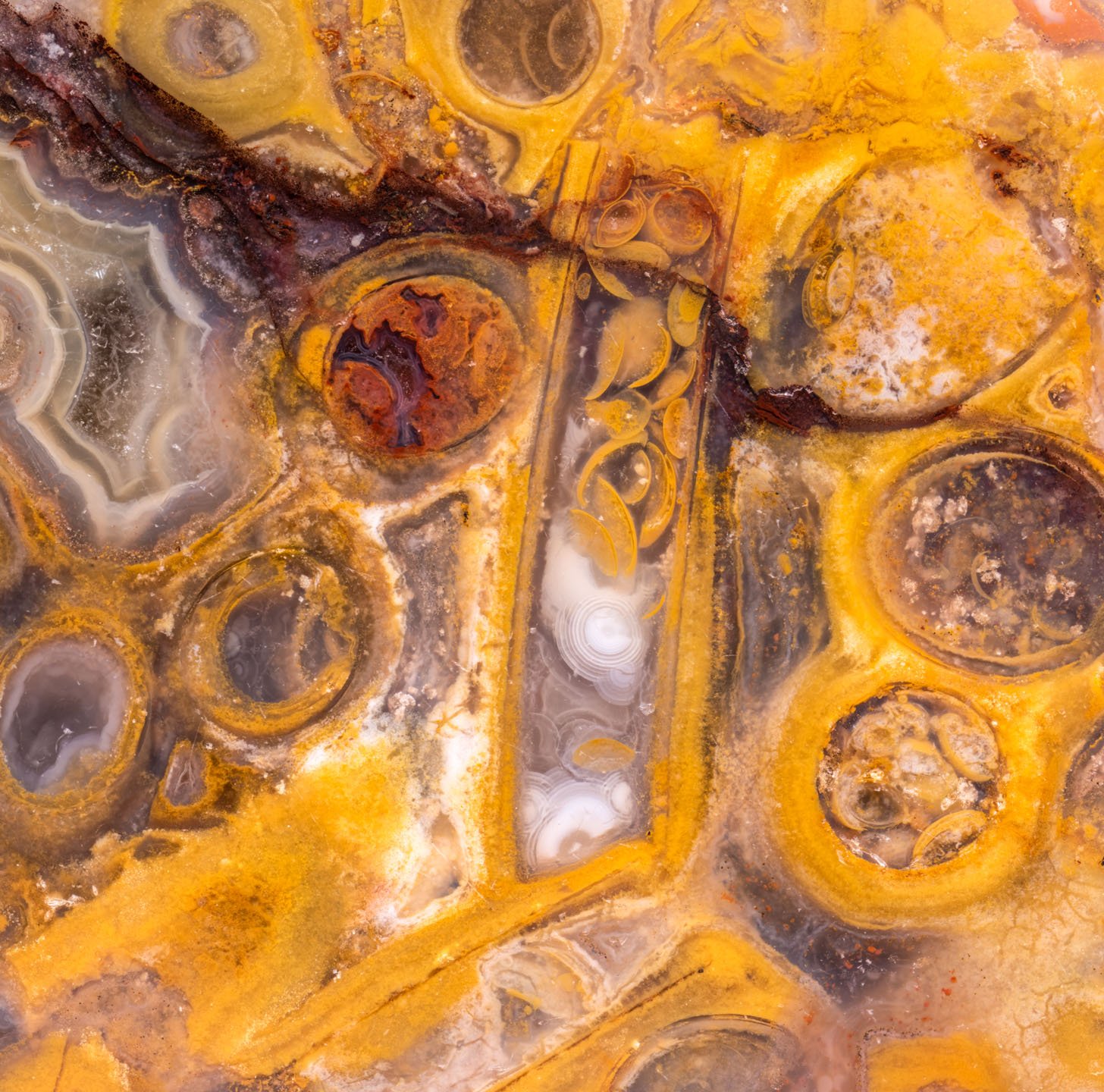 Palm Root Agate - 002