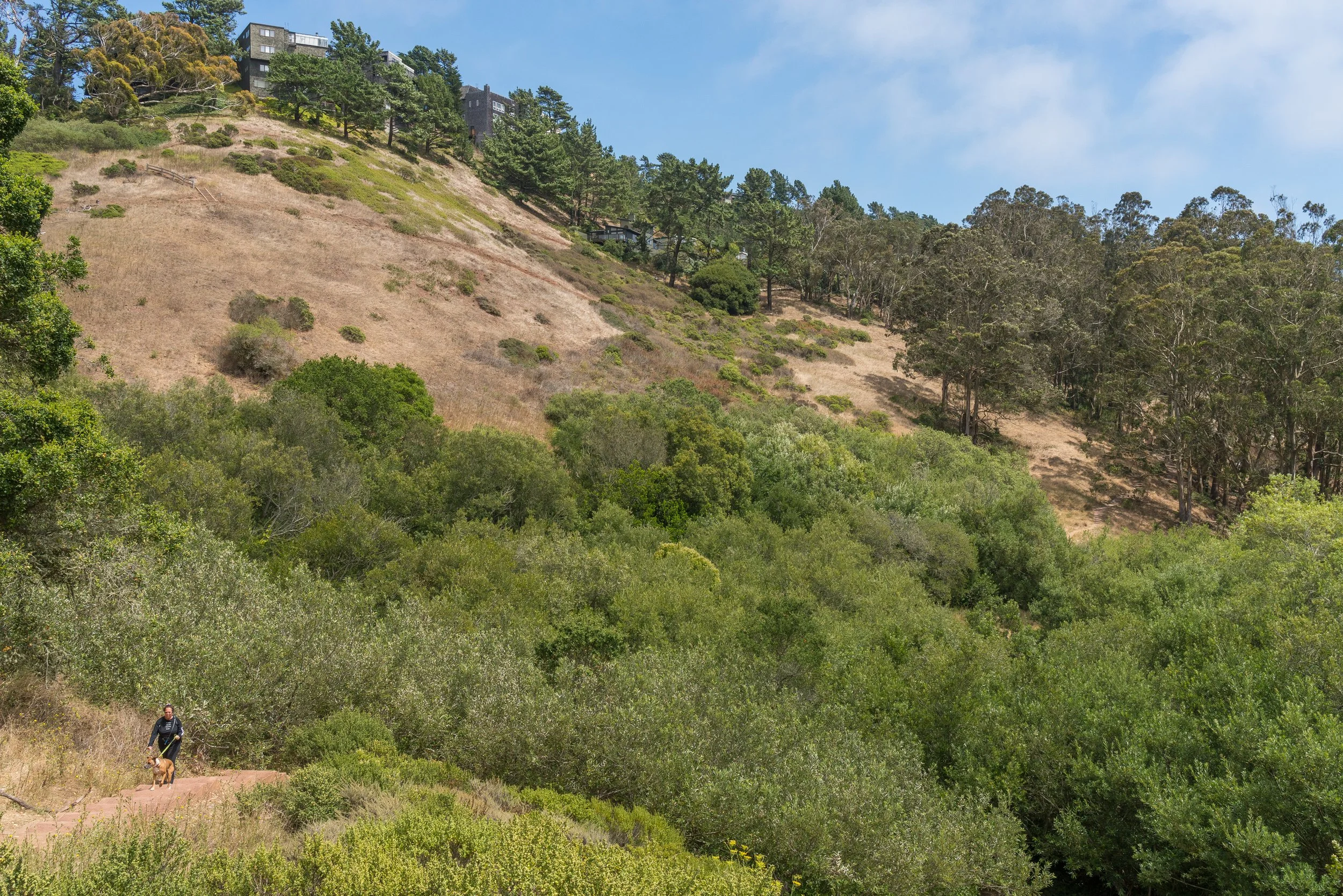 A person hiking on a trail through a green hilly area with trees and dry grass, with houses on a hill in the background under a blue sky.
