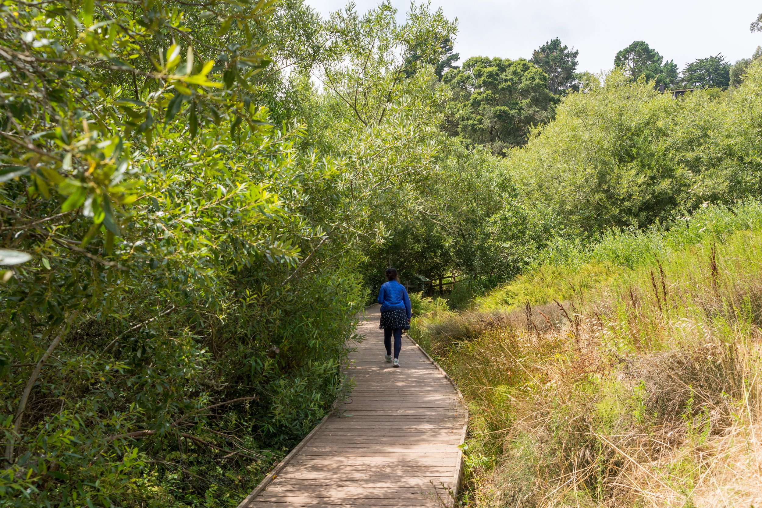 A woman in a blue jacket walking on a wooden trail surrounded by lush green trees and grass.