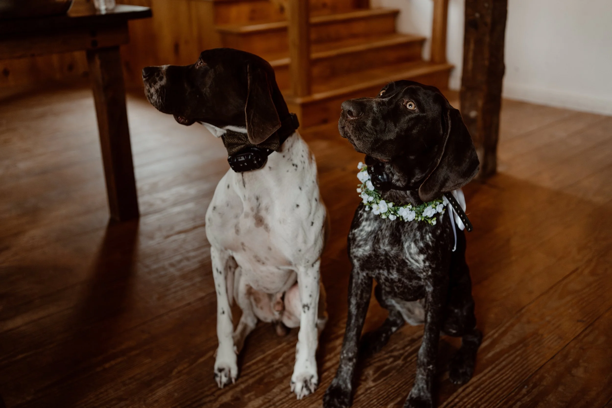 Two dogs sitting on a wooden floor indoors, both wearing collars and decorative wreaths; one dog is black with a white chest, and the other is black with a white speckled pattern.