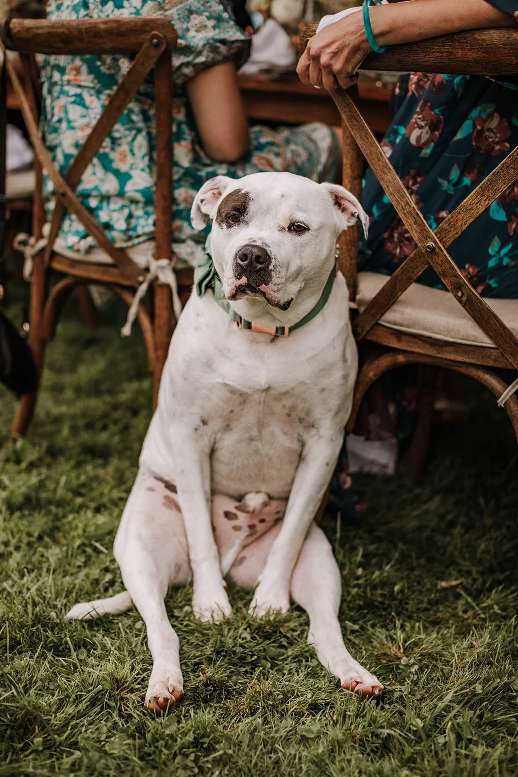 A white dog with black spots sitting on grass, leaning against a wooden chair at an outdoor gathering.