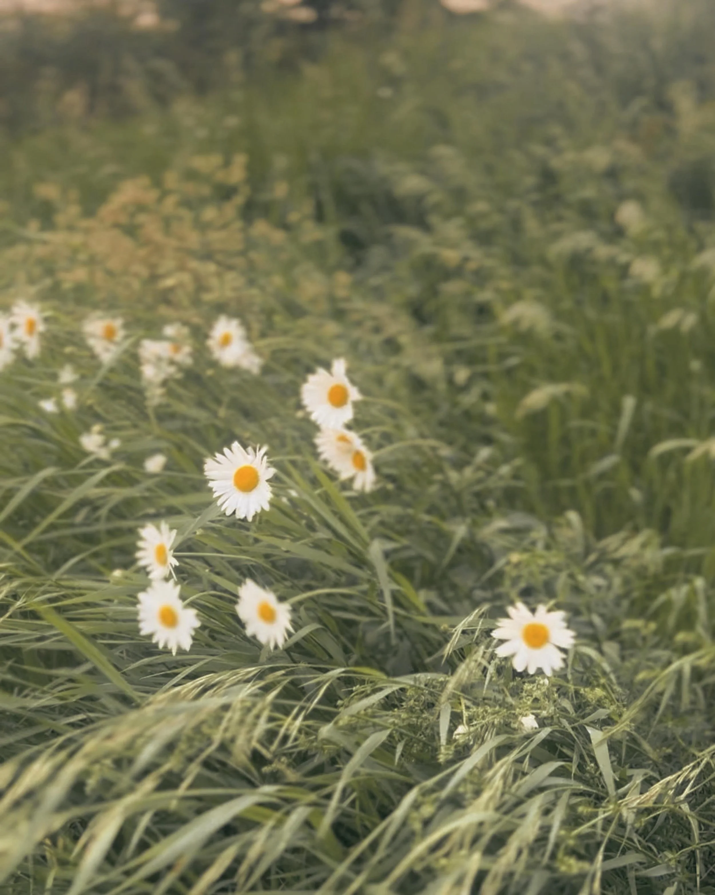where the grasses grow a little wild and the air feels softer

something is beginning here ✨  #vermontweddings #vermontevents #wildflowers #longhauspavilion