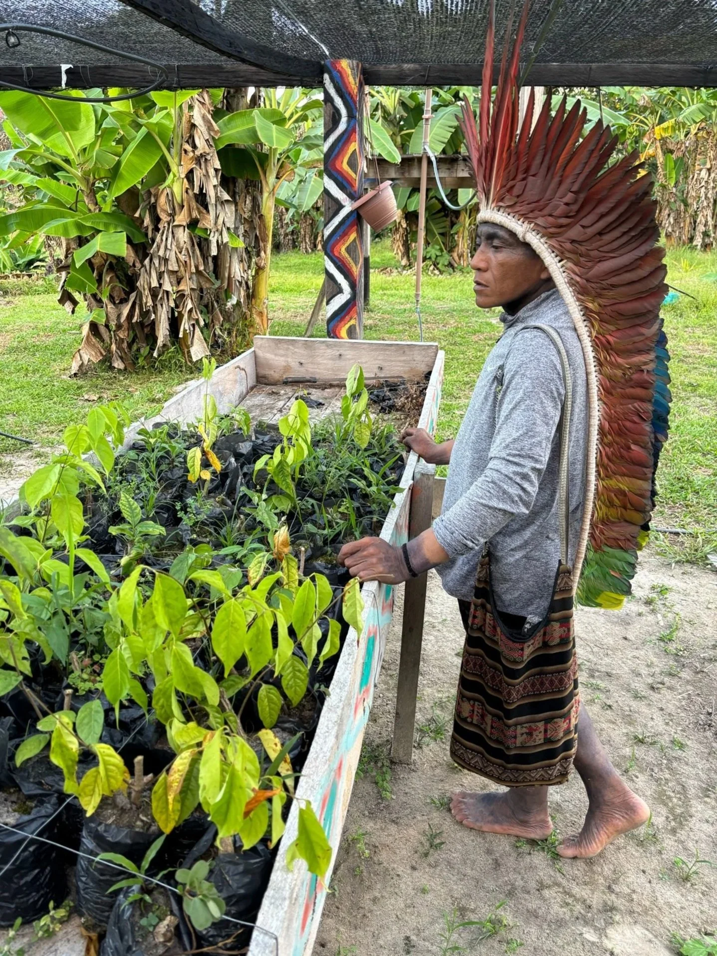 Planting programs in Novo Futuro