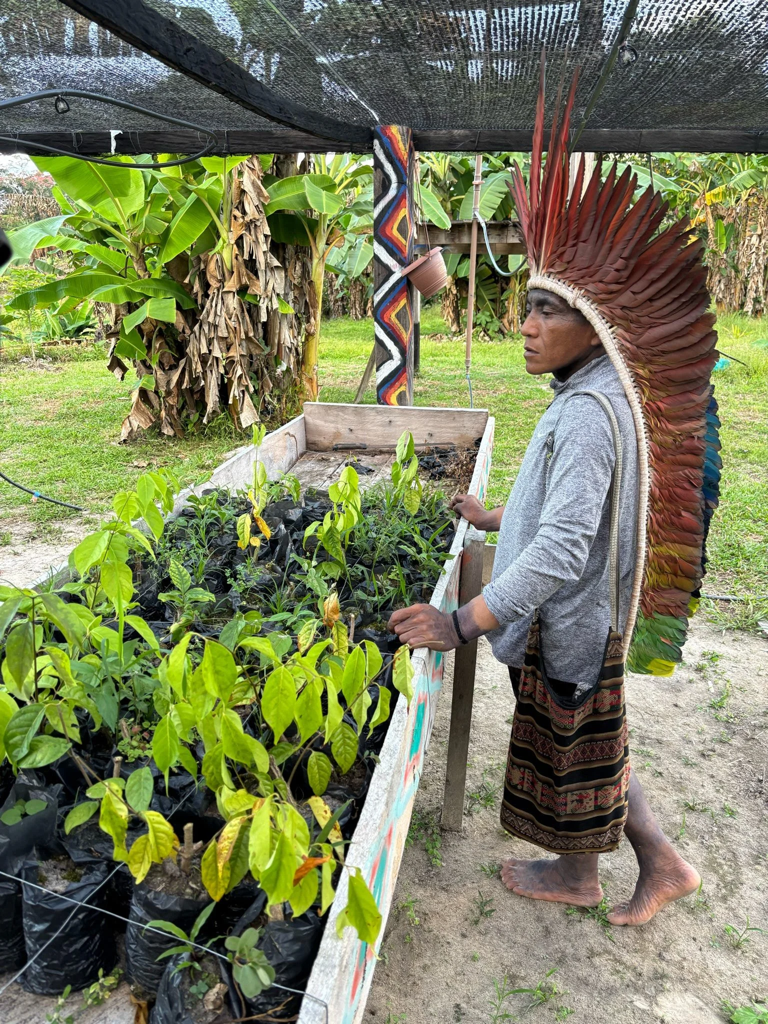 Txaná Tuwe with the future Açai Trees of Novo Futuro