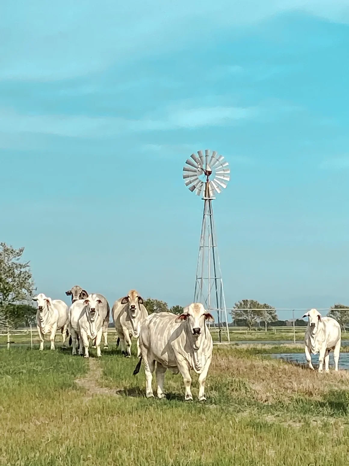 A group of white cows standing on green grass near a water body under a cloudy sky with a windmill in the background.