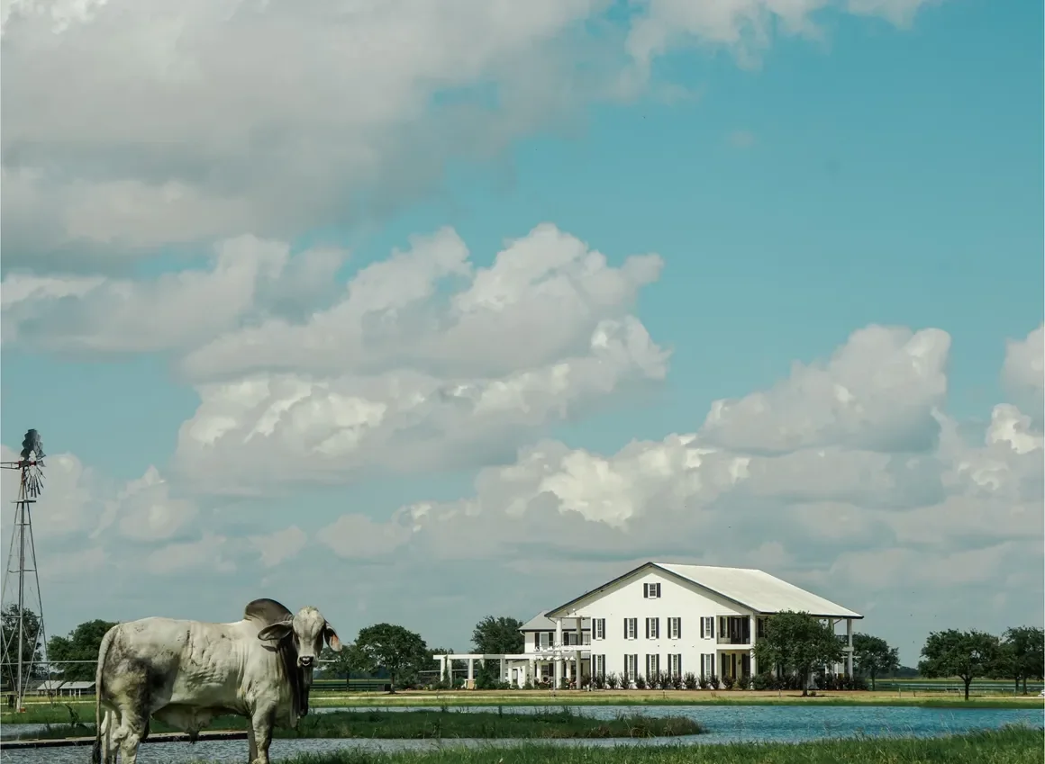 A cow standing on green grass near a pond with a large white house and trees in the background under a partly cloudy sky.