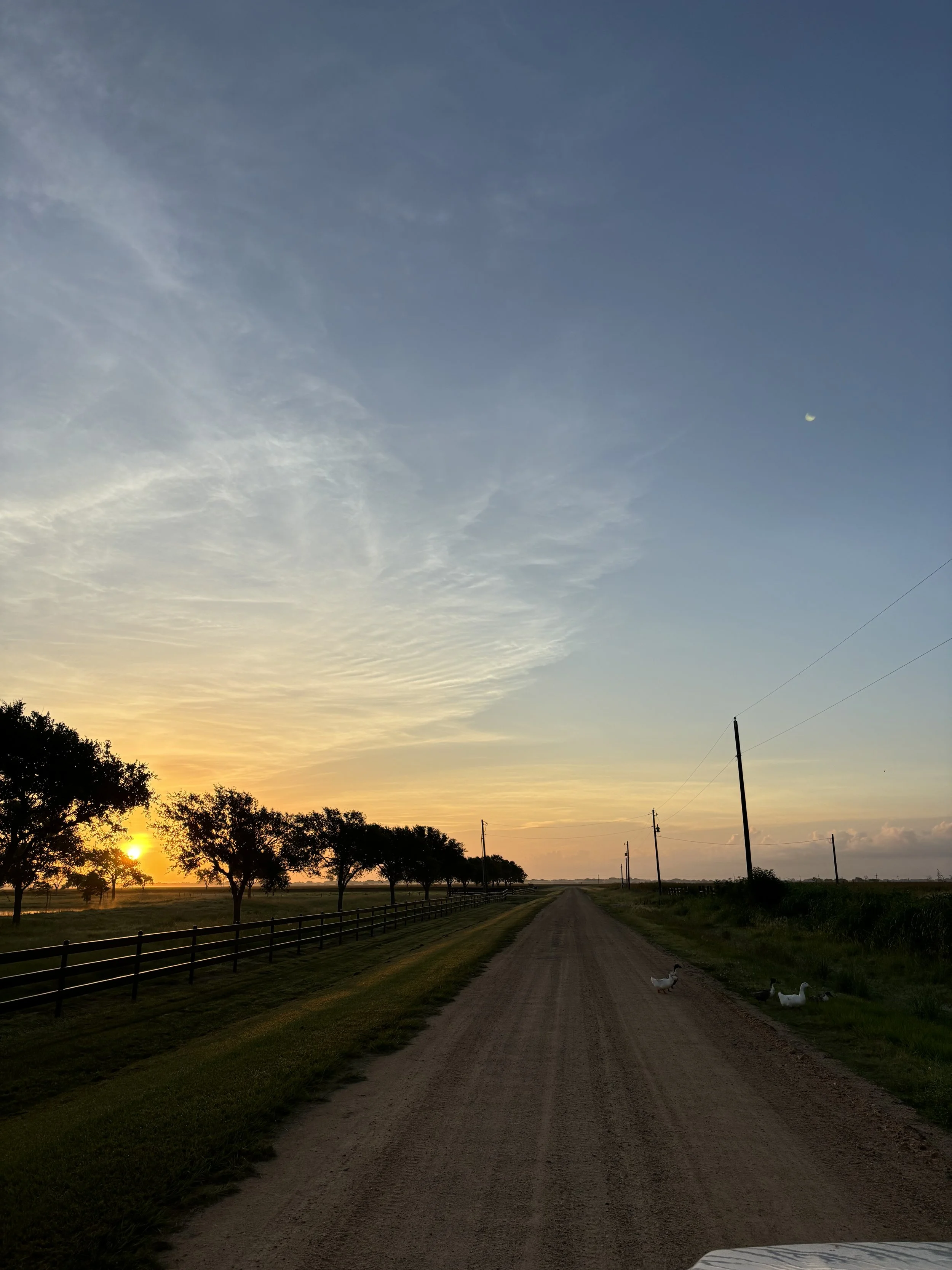 A dirt road running through a rural landscape at sunset, lined with trees on the left and utility poles on the right, with a few ducks on the side of the road and a crescent moon in the sky.