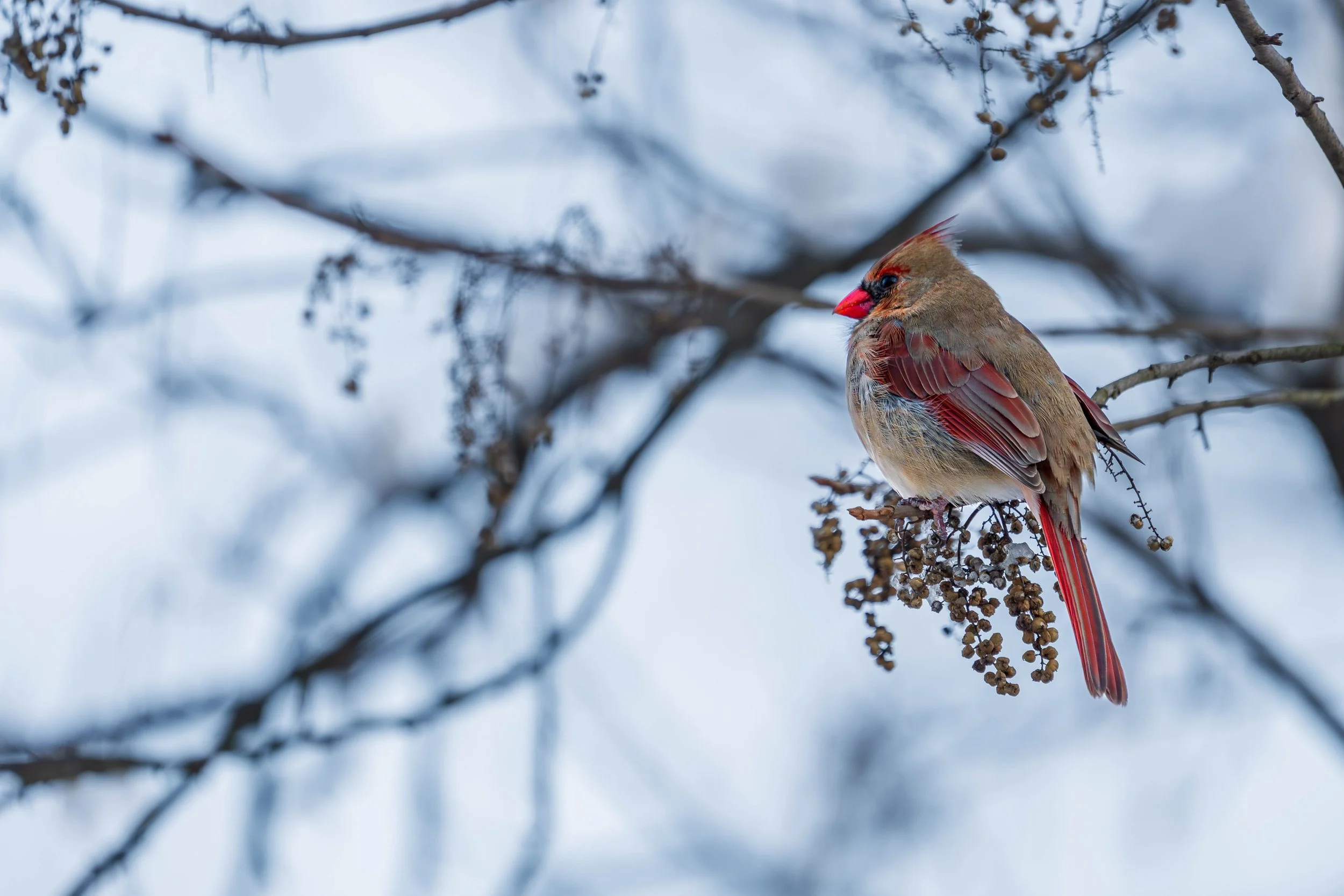 A bird with a red beak and red accents on its wings and tail perched on a branch with dried berries against a cloudy sky.