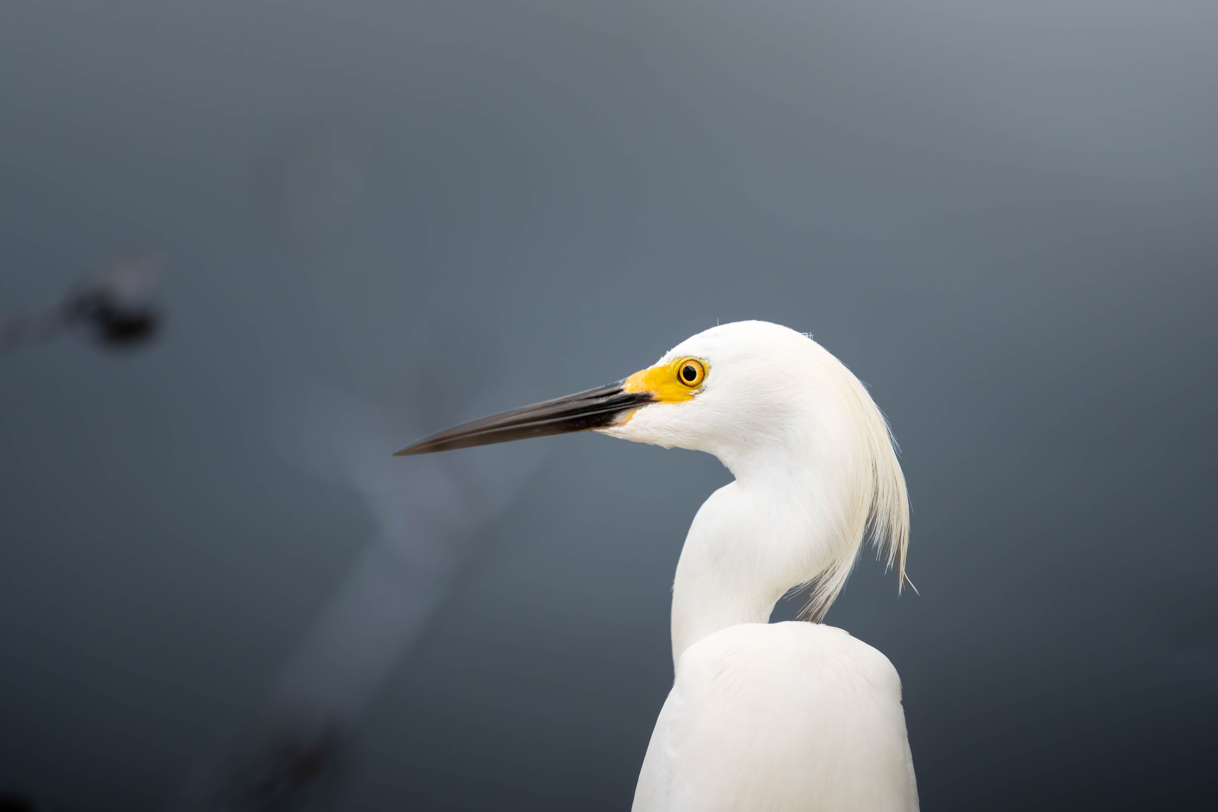 2026-05-22 - Titusville, FL - Merrit Island Nature Reserve - Snowy Egret-1.jpg