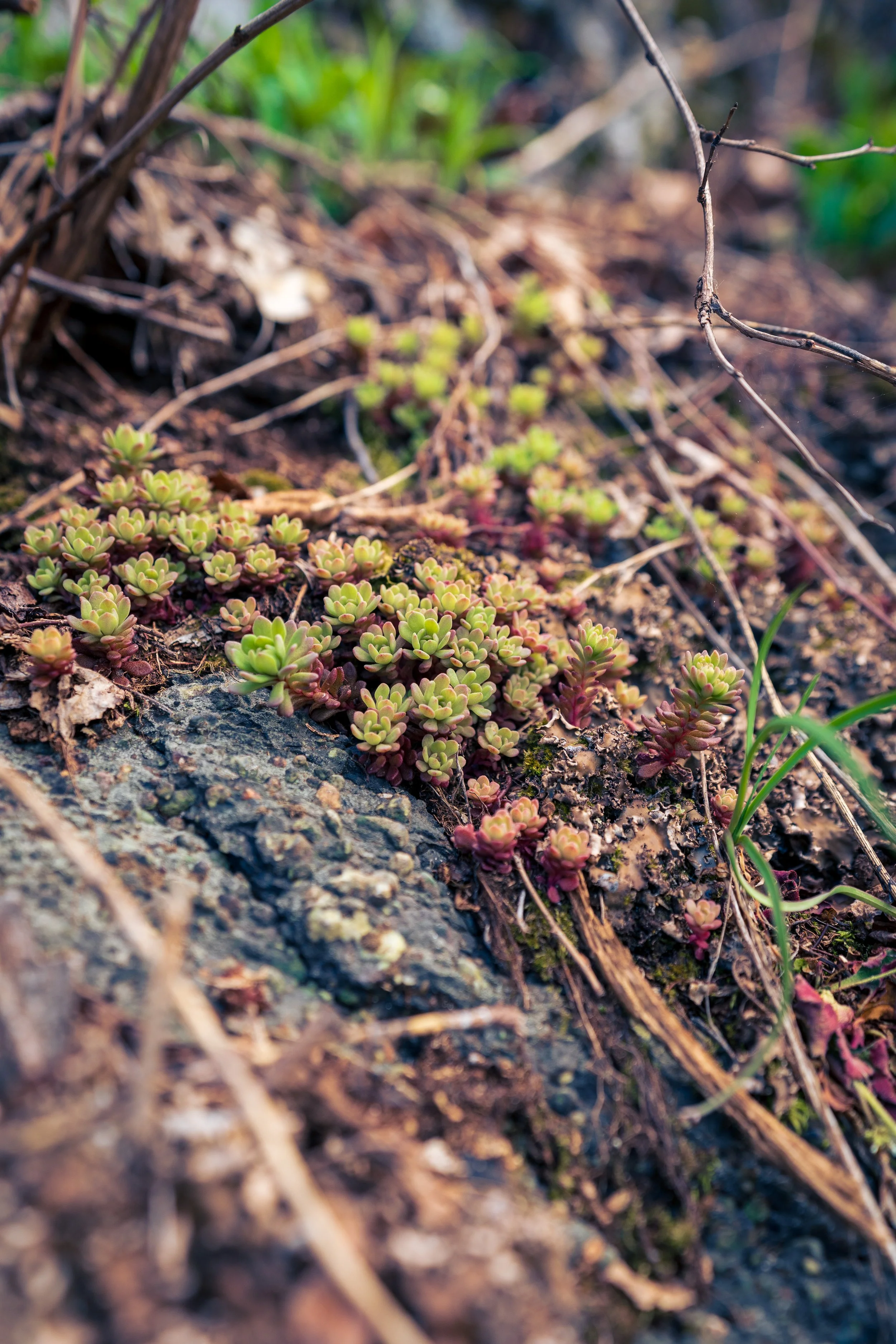 2024-04-20 - Big Meadow Campgrounds - Shenandoah, WV-5.jpg
