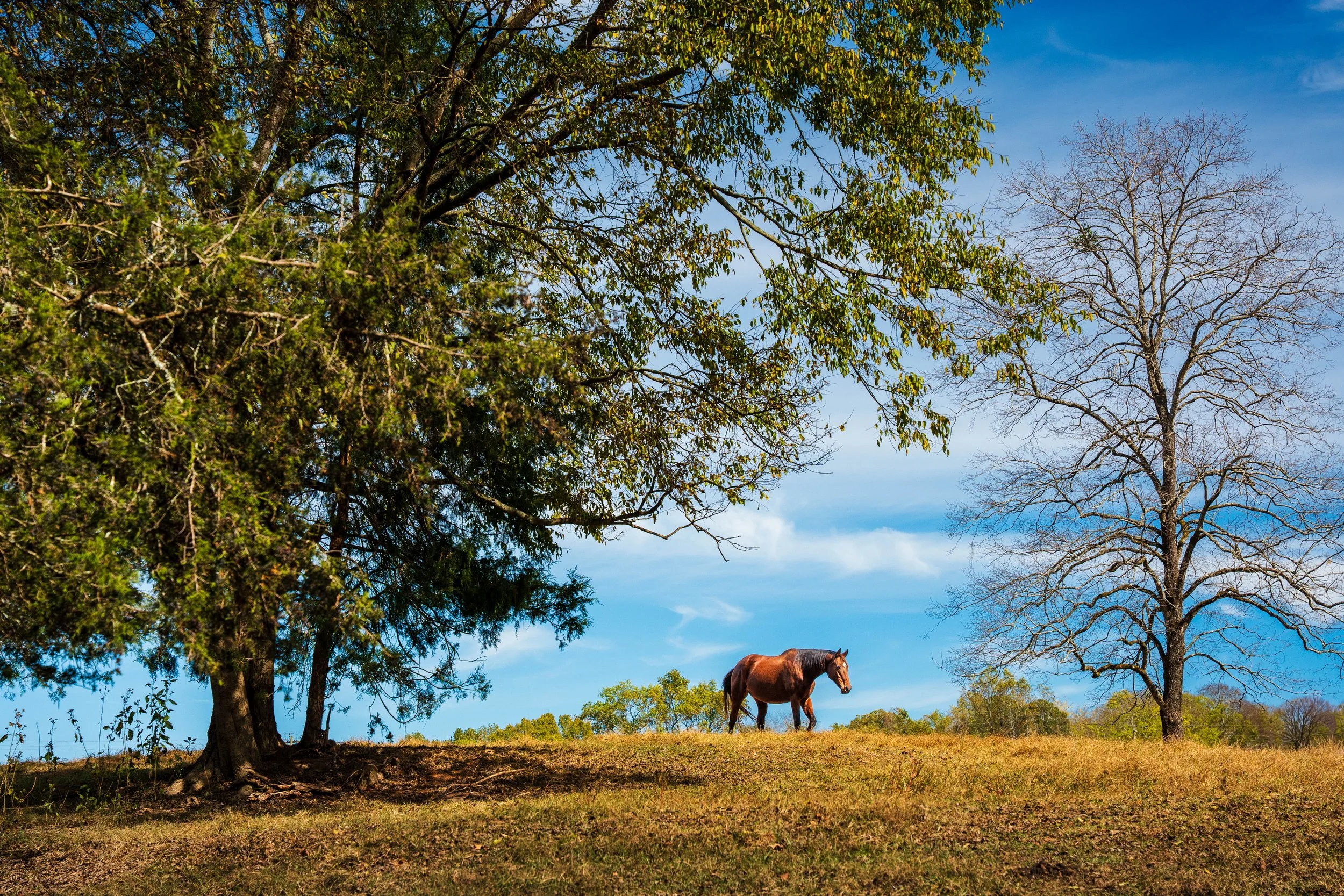 A brown horse grazing on a grassy field with two trees, one with green leaves and the other leafless, under a blue sky with clouds.