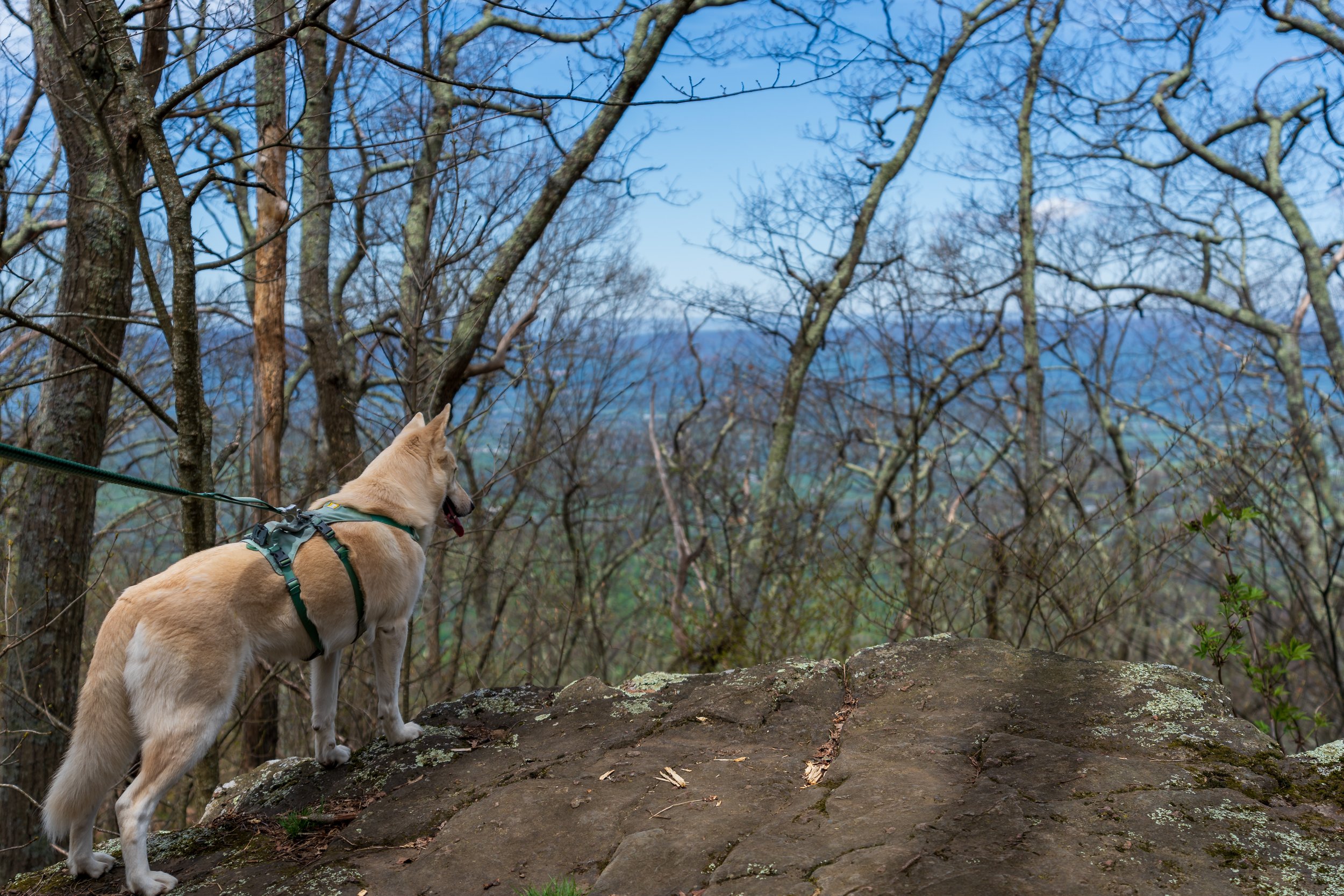 A dog wearing a harness standing on a rock in a forest, looking into the distance with bare trees around and mountains in the background, under a blue sky.