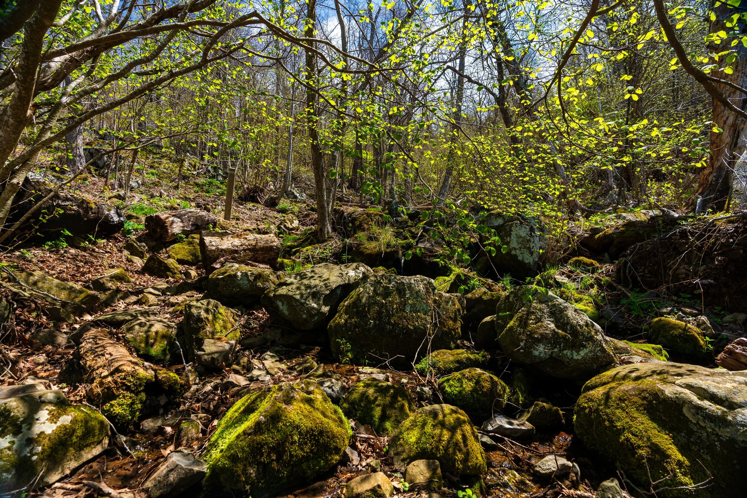 2024-04-20 - Big Meadow Campgrounds - Shenandoah, WV-6.jpg