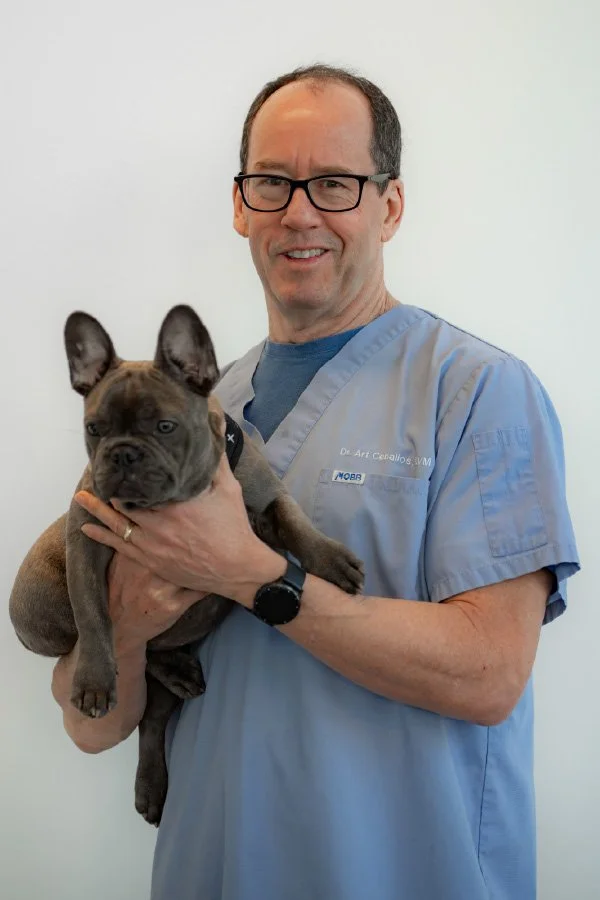Dr. Art Ceballos holding a French Bulldog puppy with a plain white background.
