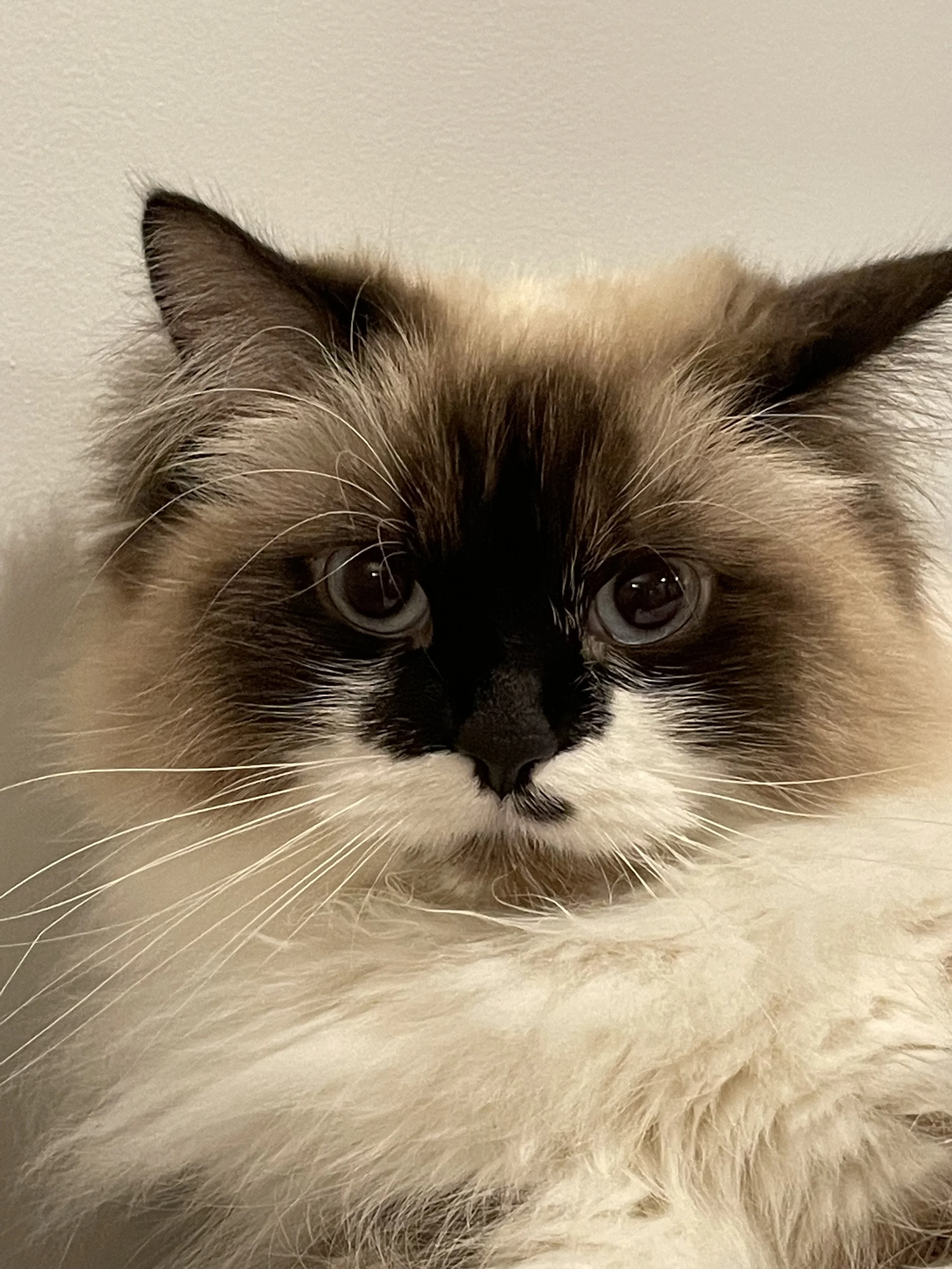 Close-up of a fluffy Ragdoll cat with blue eyes, dark markings on the face, and a cream-colored coat.