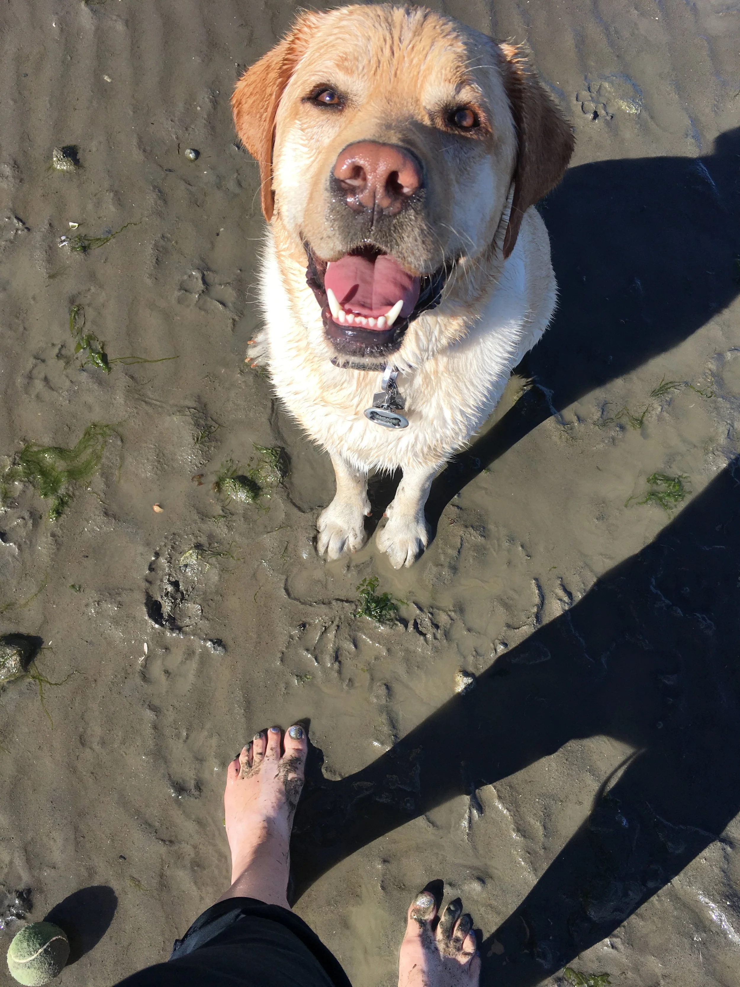 A happy yellow Labrador retriever sitting on wet sand at the beach, looking up with an open mouth and tongue out, next to a person’s feet.