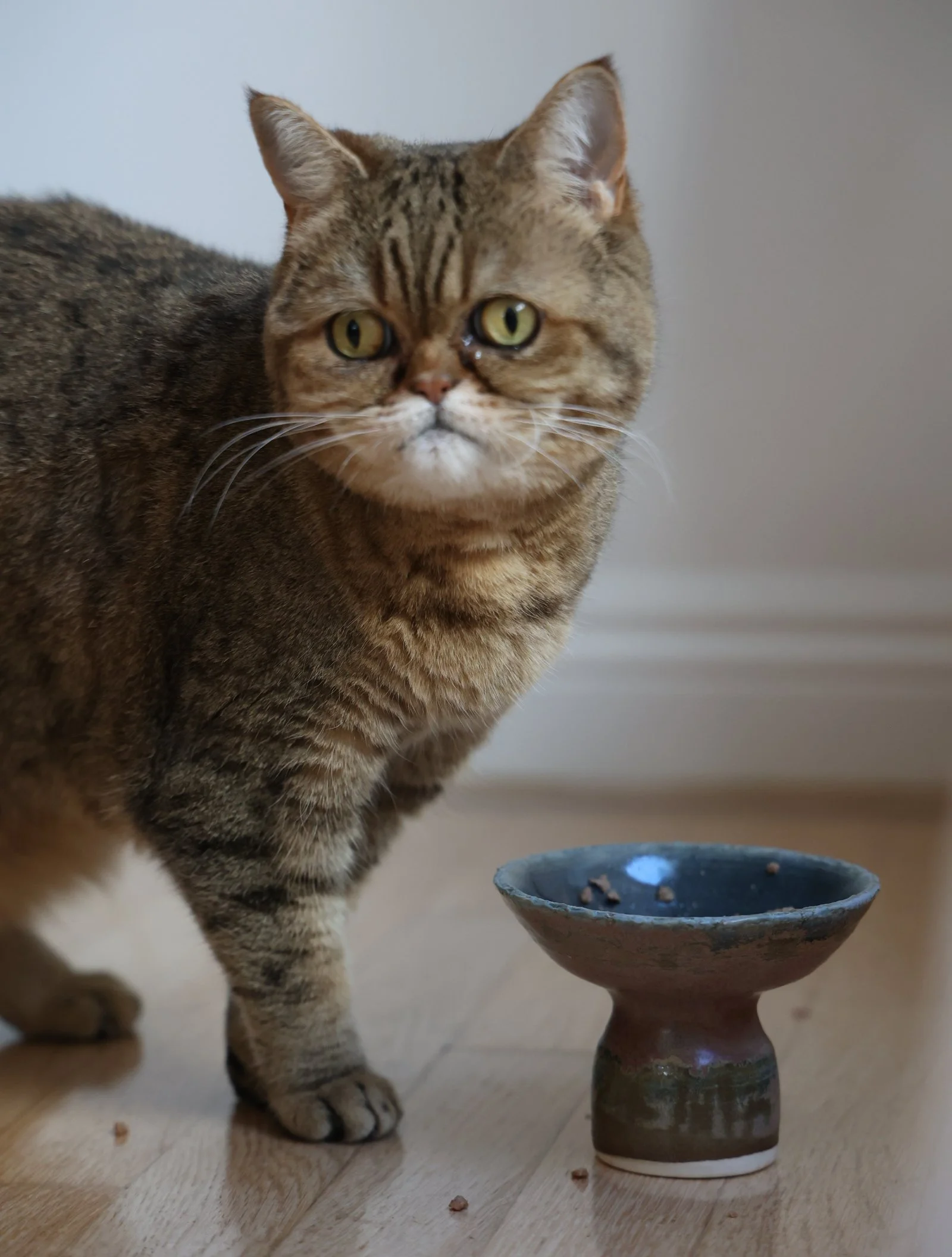 Cat Bowl