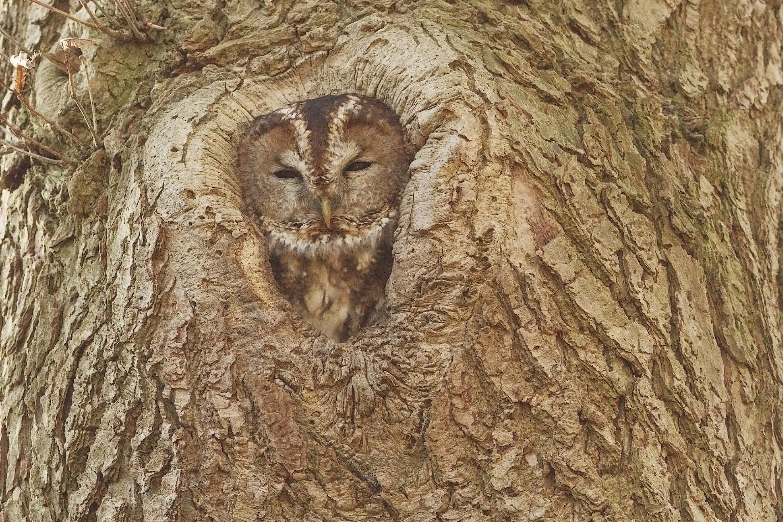 Owl blending into a tree, symbolizing masking and camouflaging in girls and women with autism.