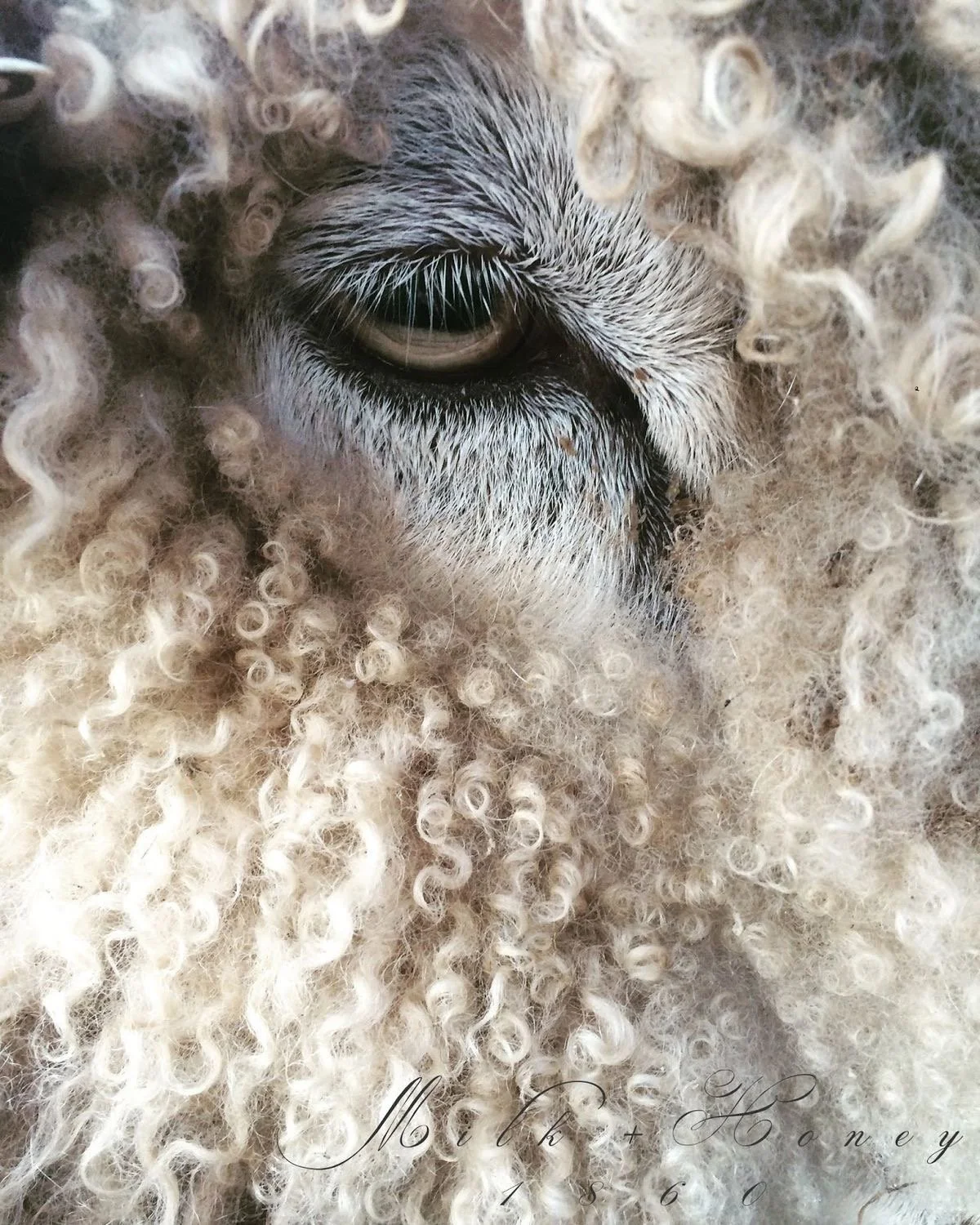 Mulesing-Free Merino Wool: Ethical, Soft, and Sustainable