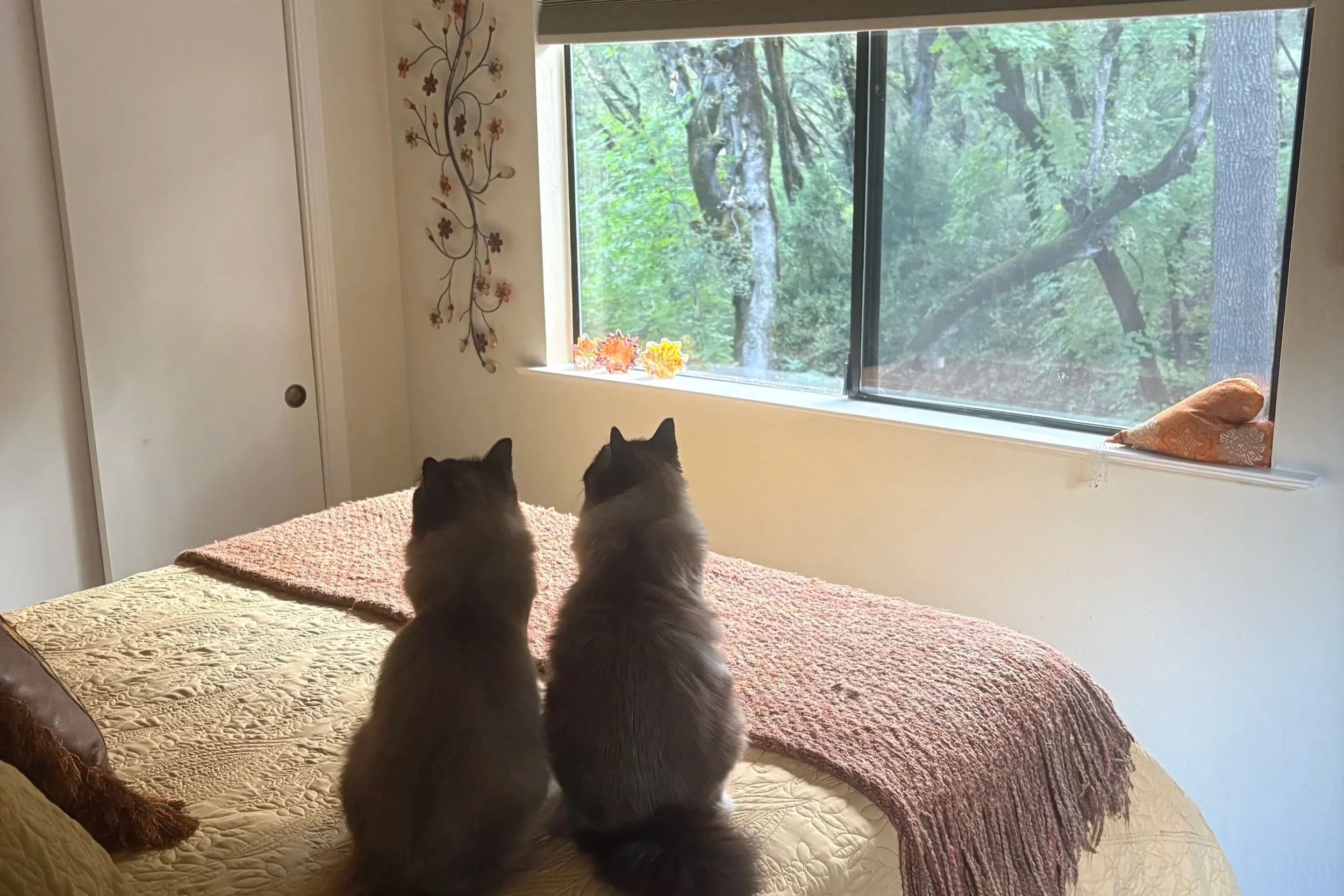 Our boys... Smokey and Bandit