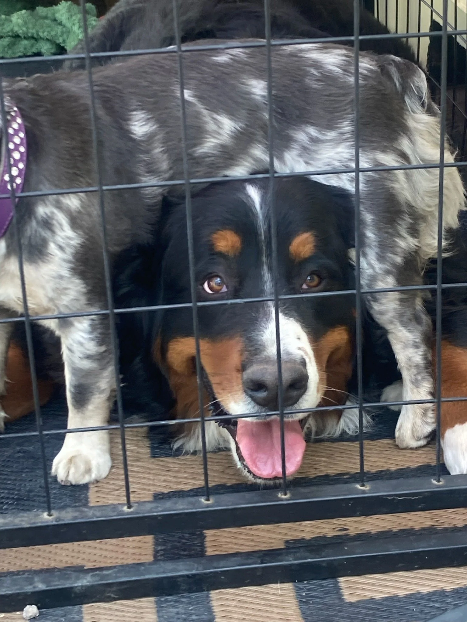 Maggie making friends!