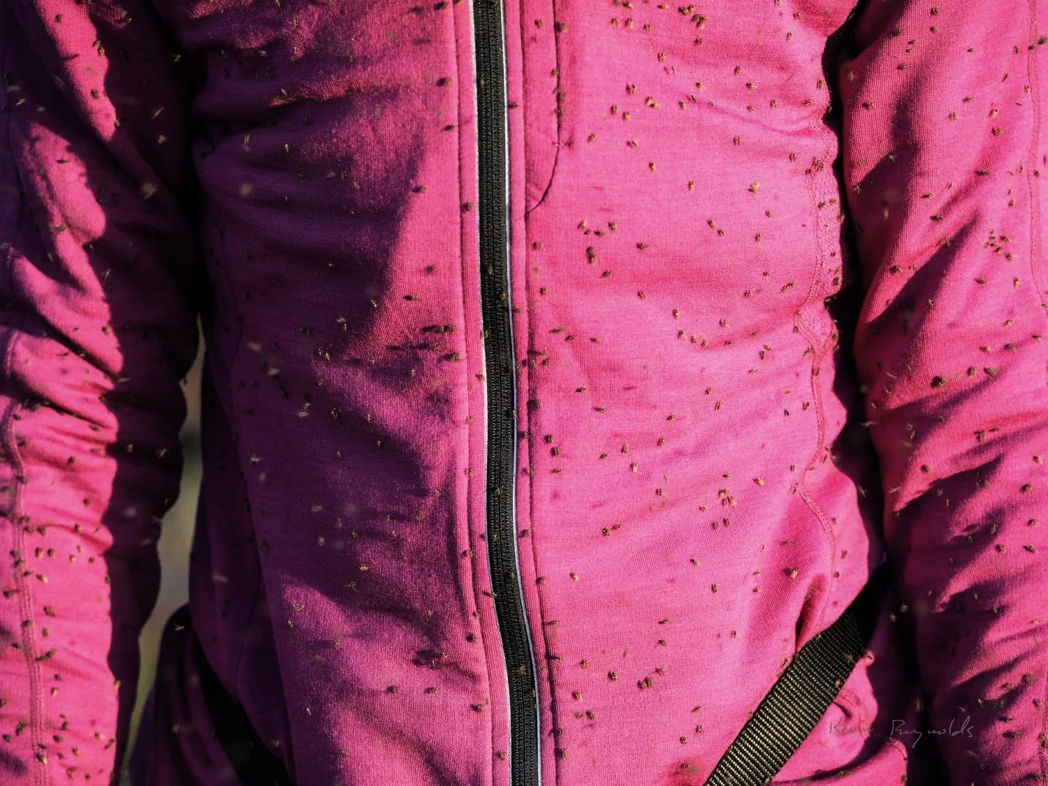 Contending with Bugs