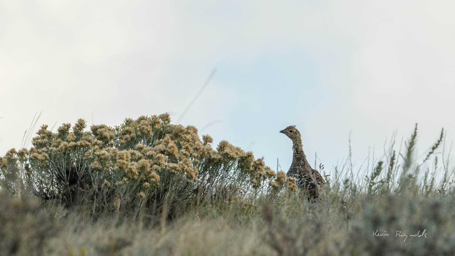 A sage grouse in the grasslands