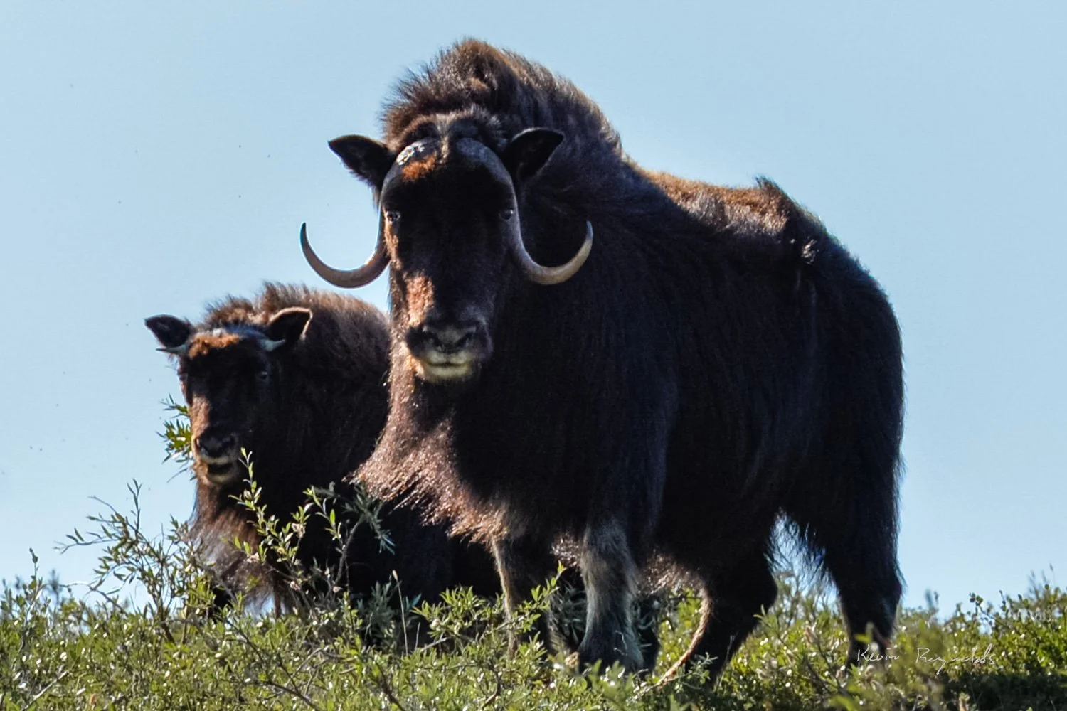 Muskox along the Kazan River, NU