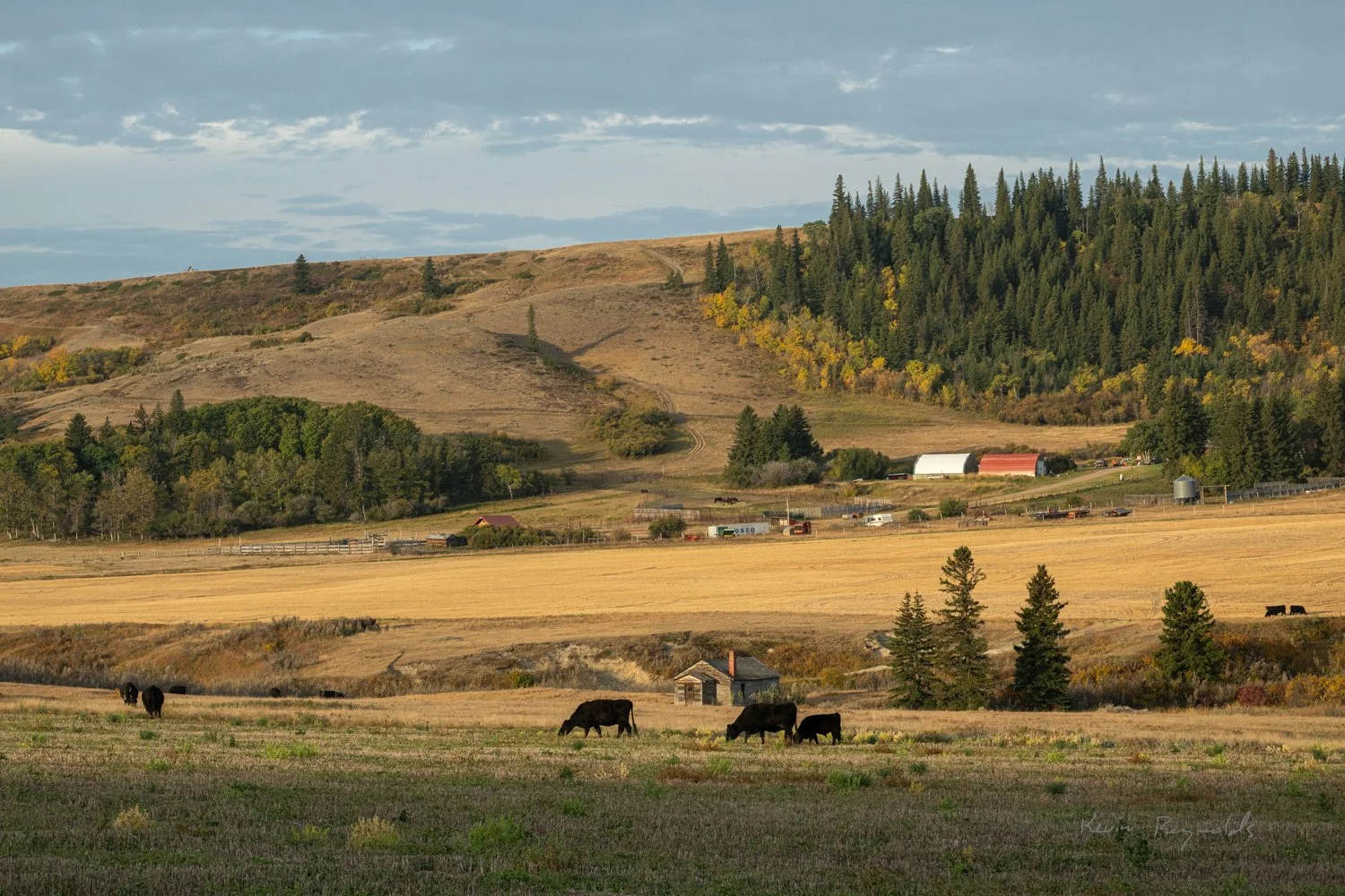 Rural countryside in the Cypress Hills, SK