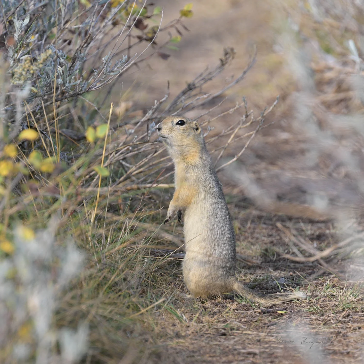 A Richardson's ground squirrel deciding whether to bolt