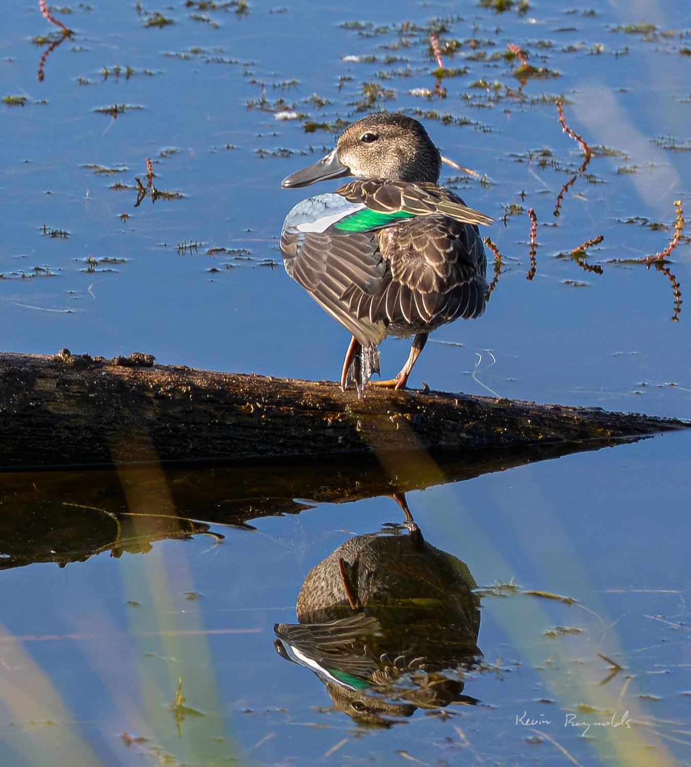 Blue-winged teal in the Saskatoon region, SK