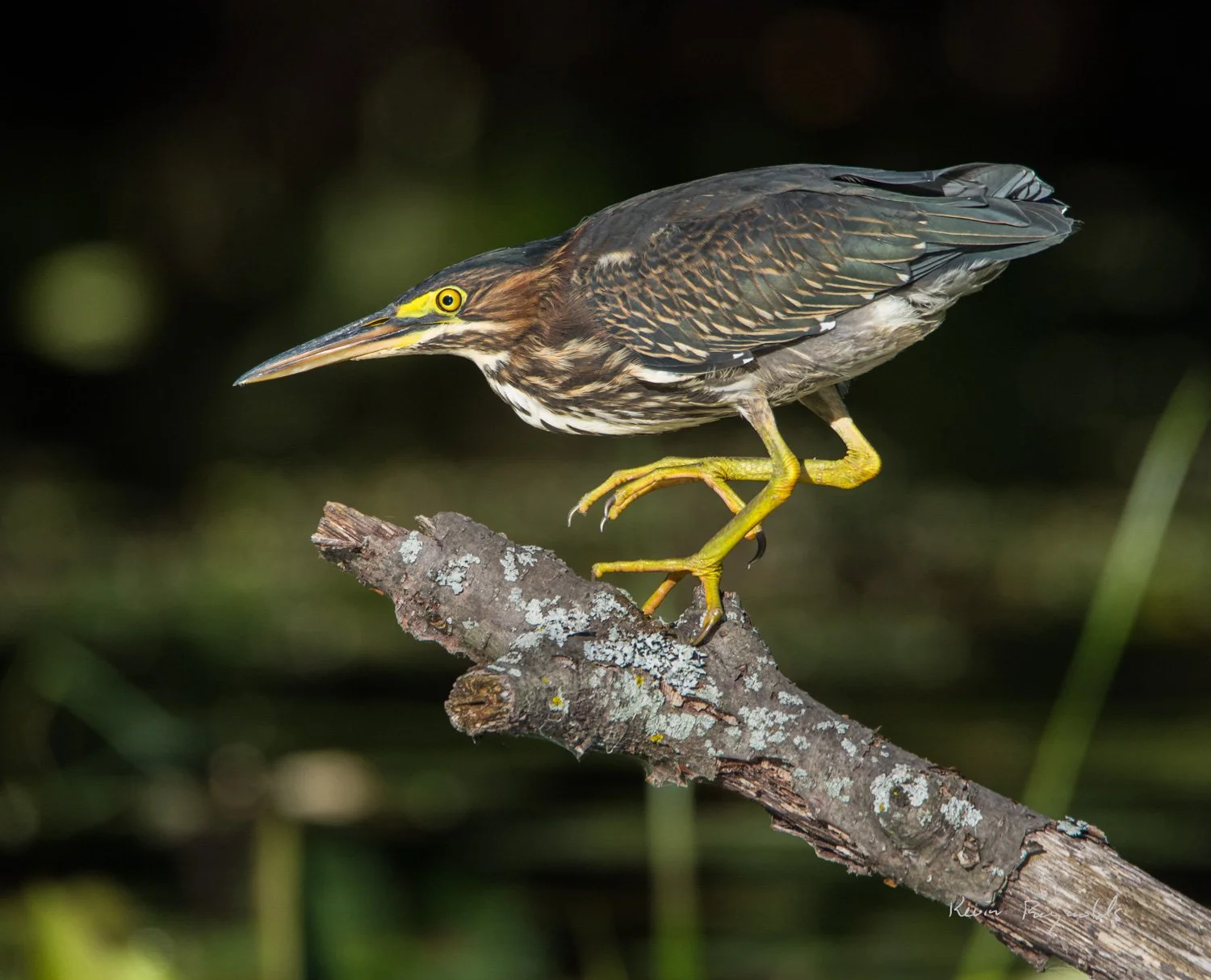 Green Heron along the Rideau River, ON