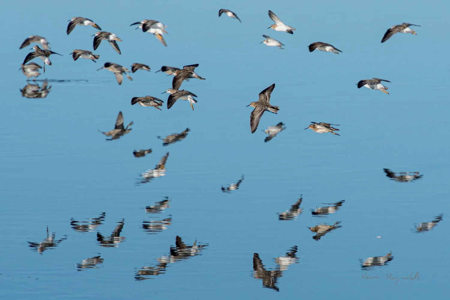 Baird's sandpiper among phalarope in the Saskatoon region, SK 