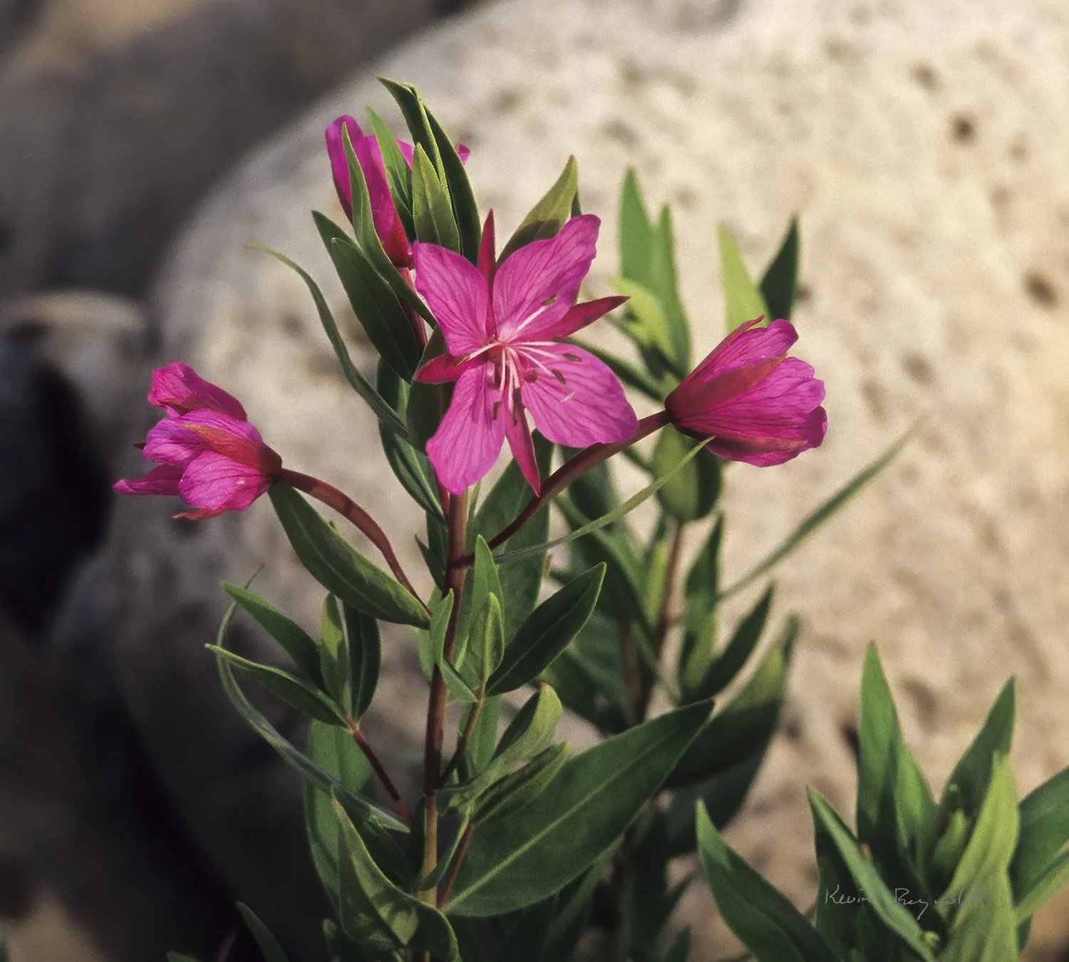 Dwarf fireweed along the Nahanni River, NT