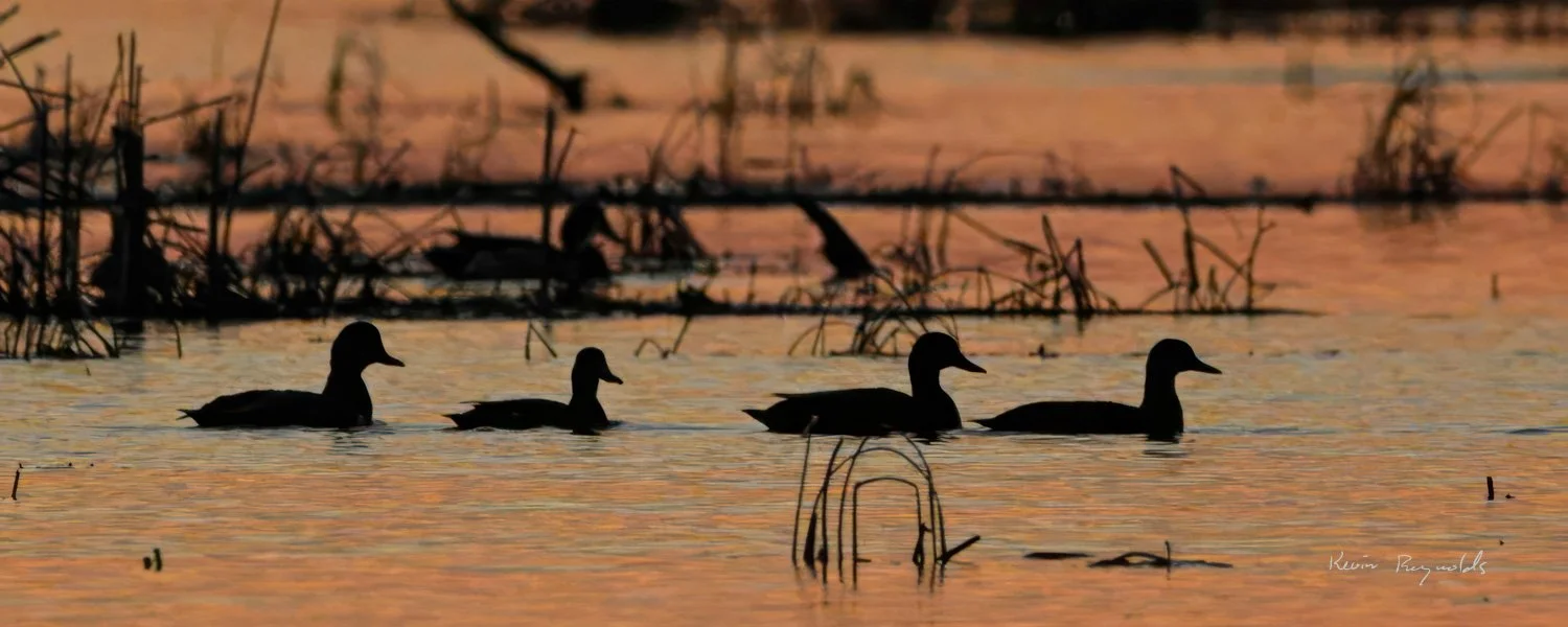 Ducks at sunset on the Rideau River, ON