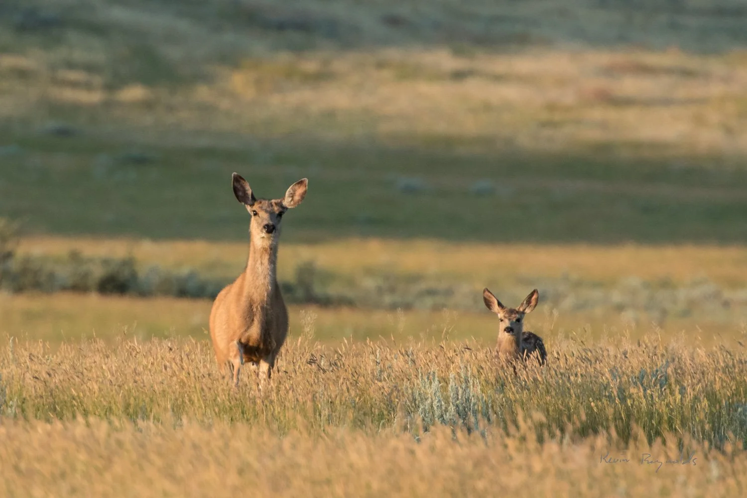 Mule deer in the East Block of Grasslands National Park, SK