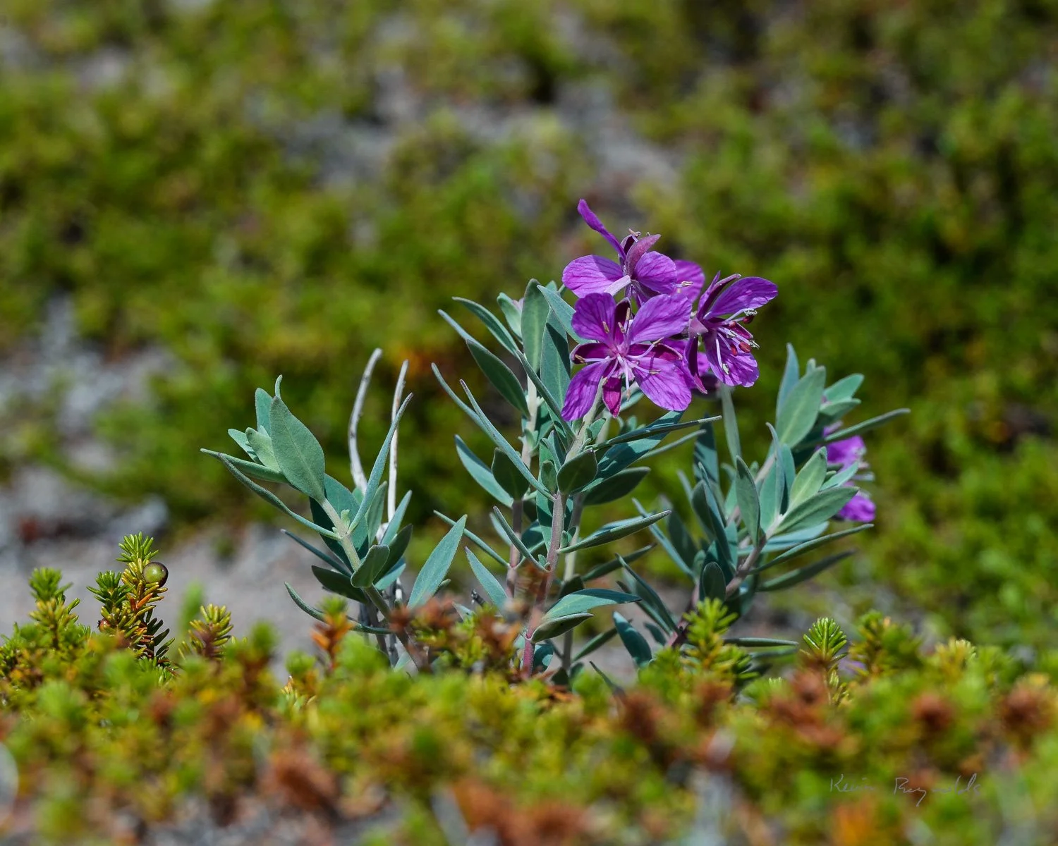 Dwarf fireweed along the Kazan River, NT