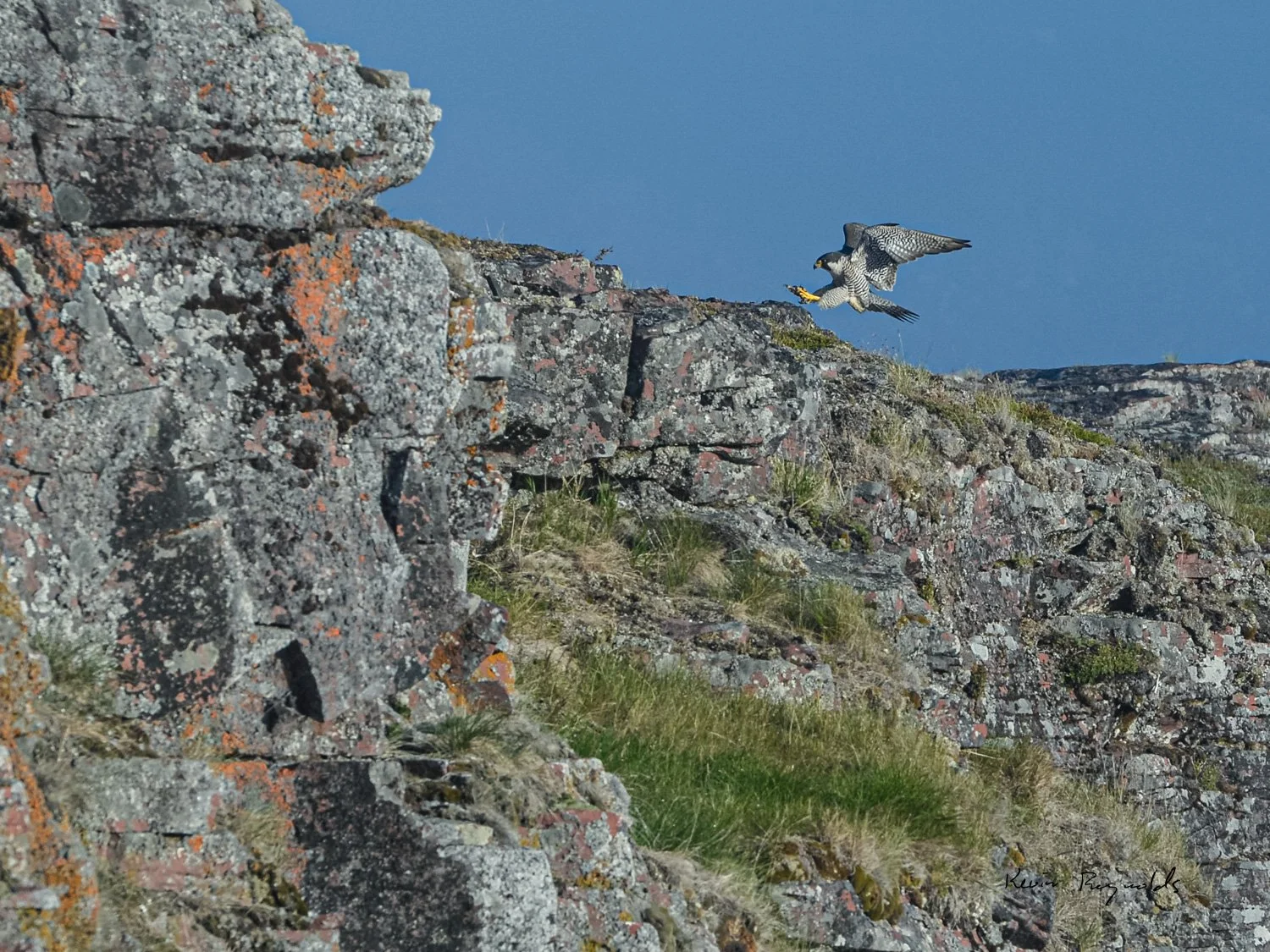 Peregrine Falcon along the Kazan River, NU