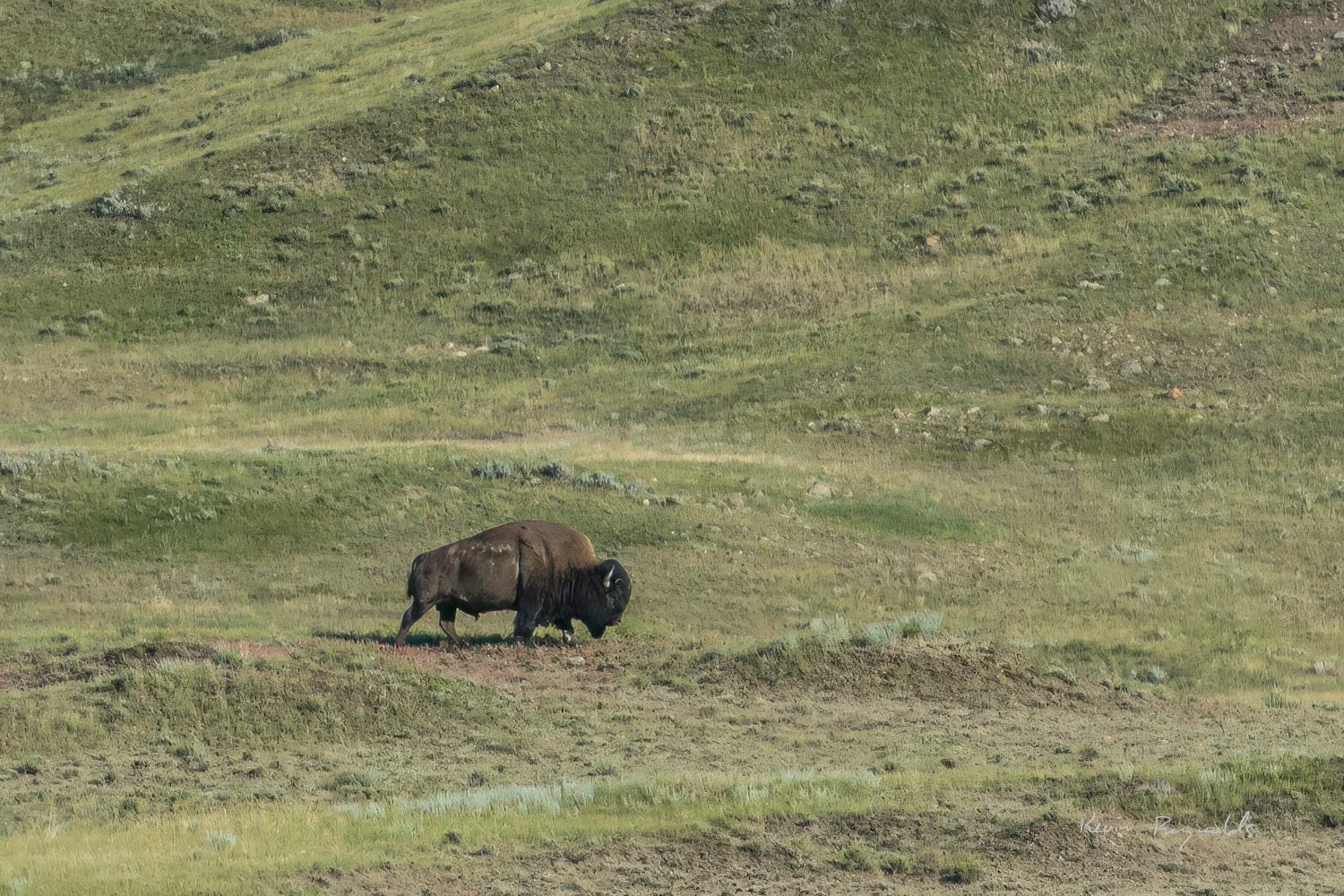 Bison in the West Block of Grasslands National Park, SK