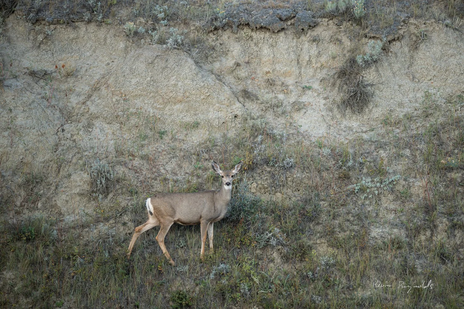 Mule deer in the East Block of Grasslands National Park, SK