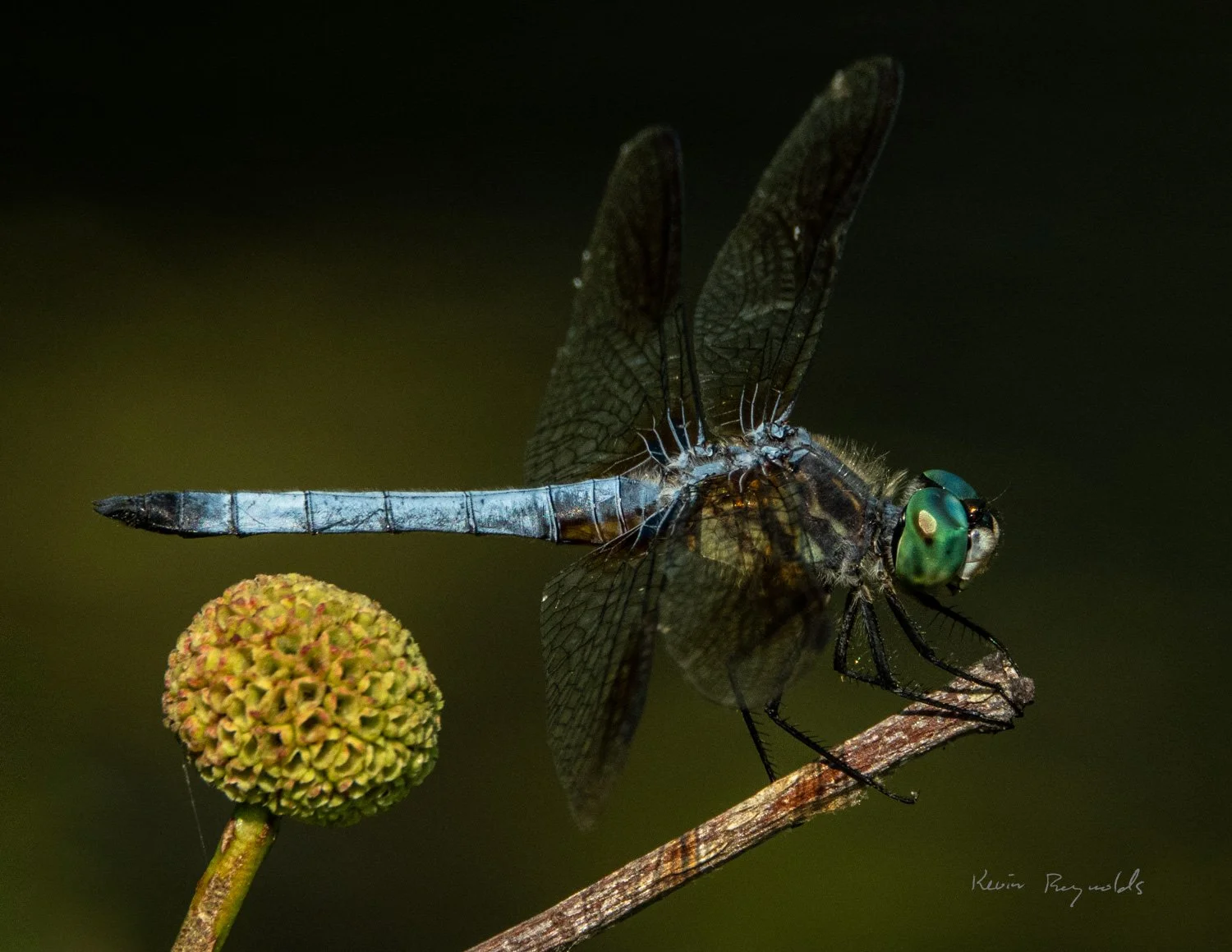 Blue Dasher along the Rideau River, ON