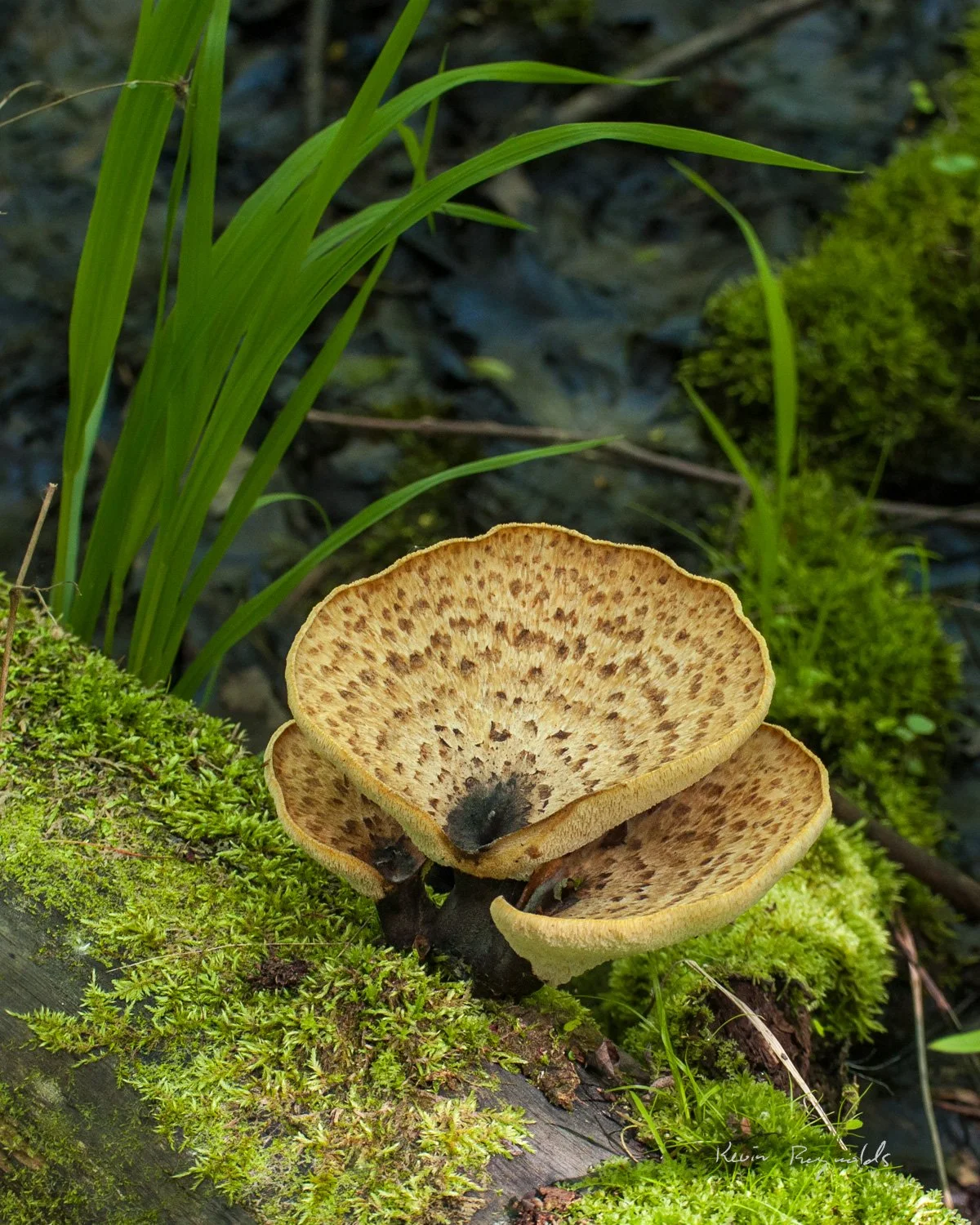 Dryad's Saddle in rural Ottawa, ON