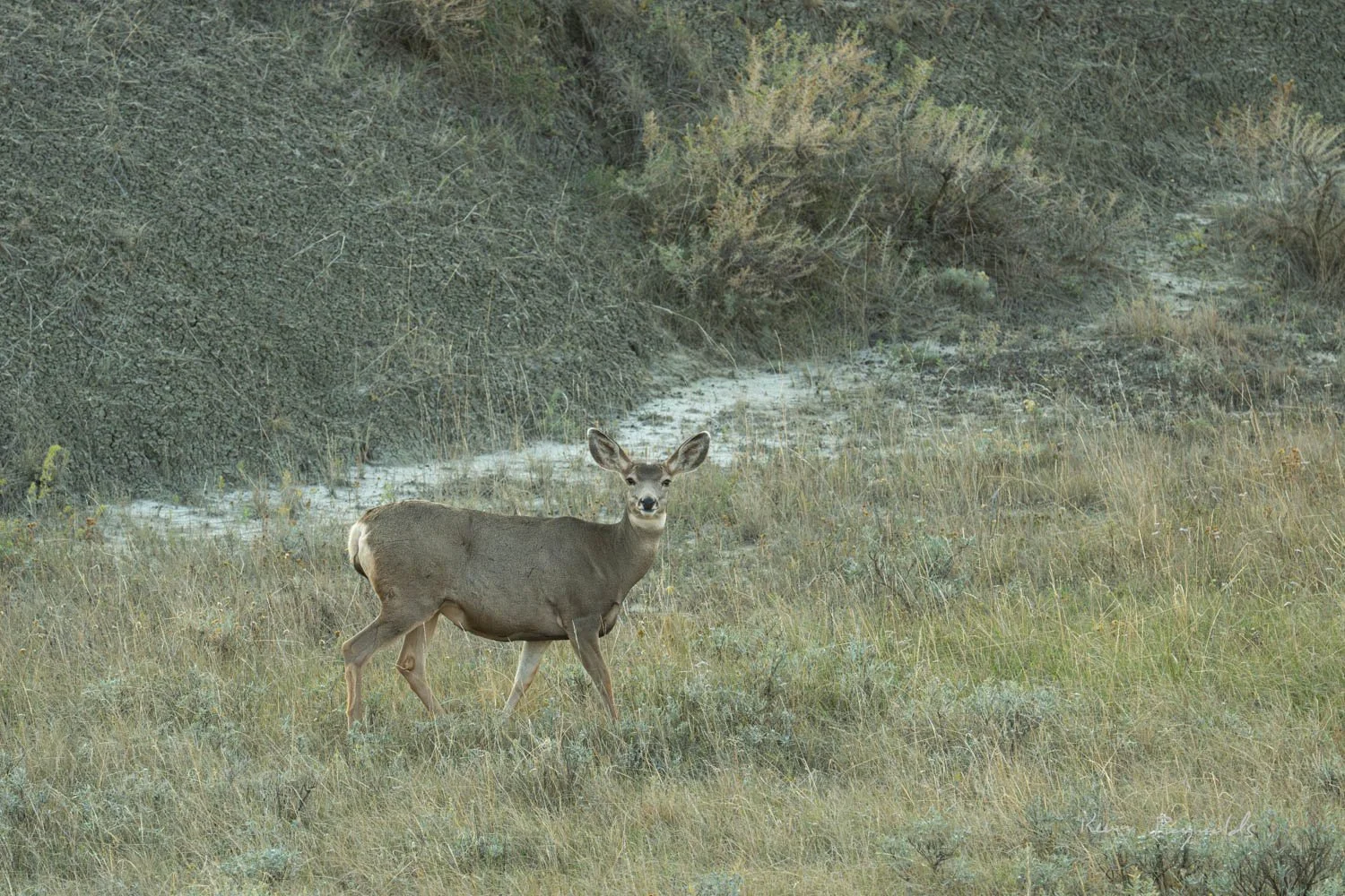A mule deer in the badlands