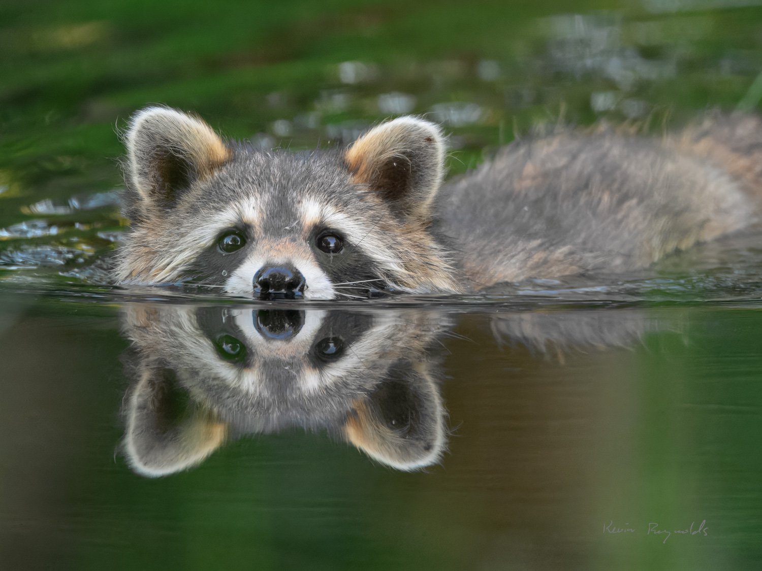Racoon in Kemptville Creek, ON