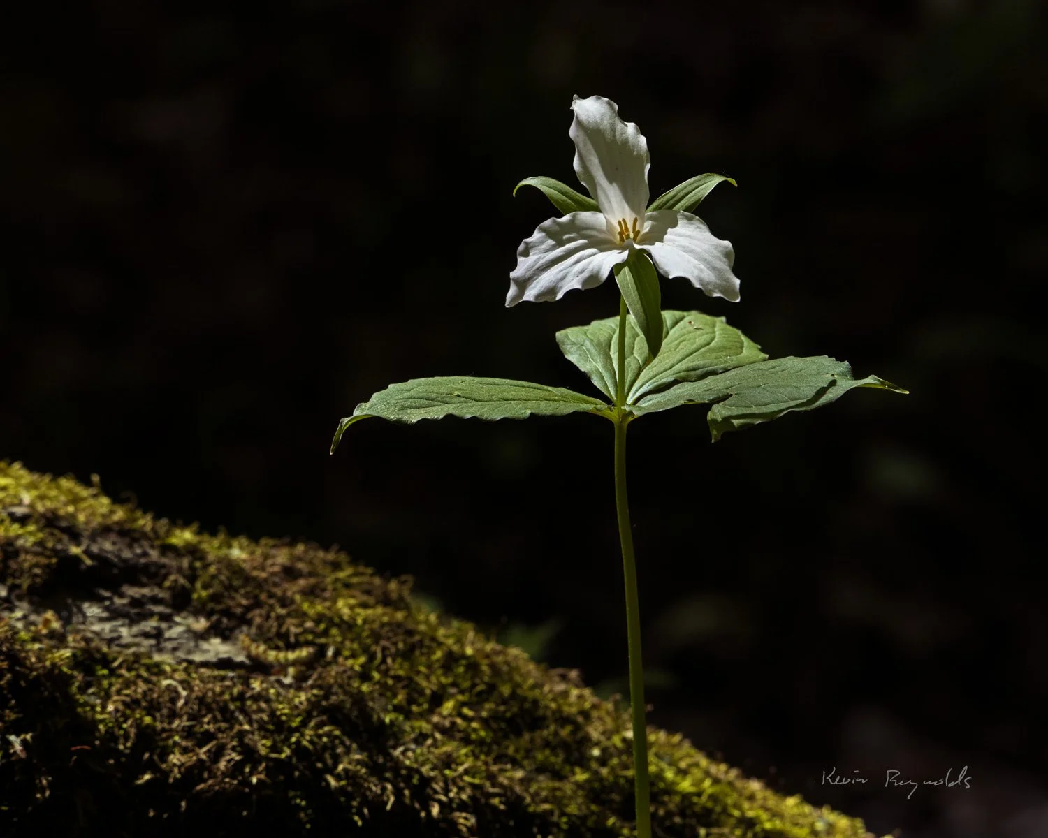 Trillium in rural Ottawa, ON