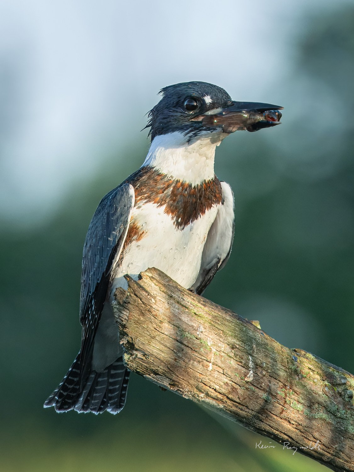 Belted Kingfisher along the Rideau River, ON