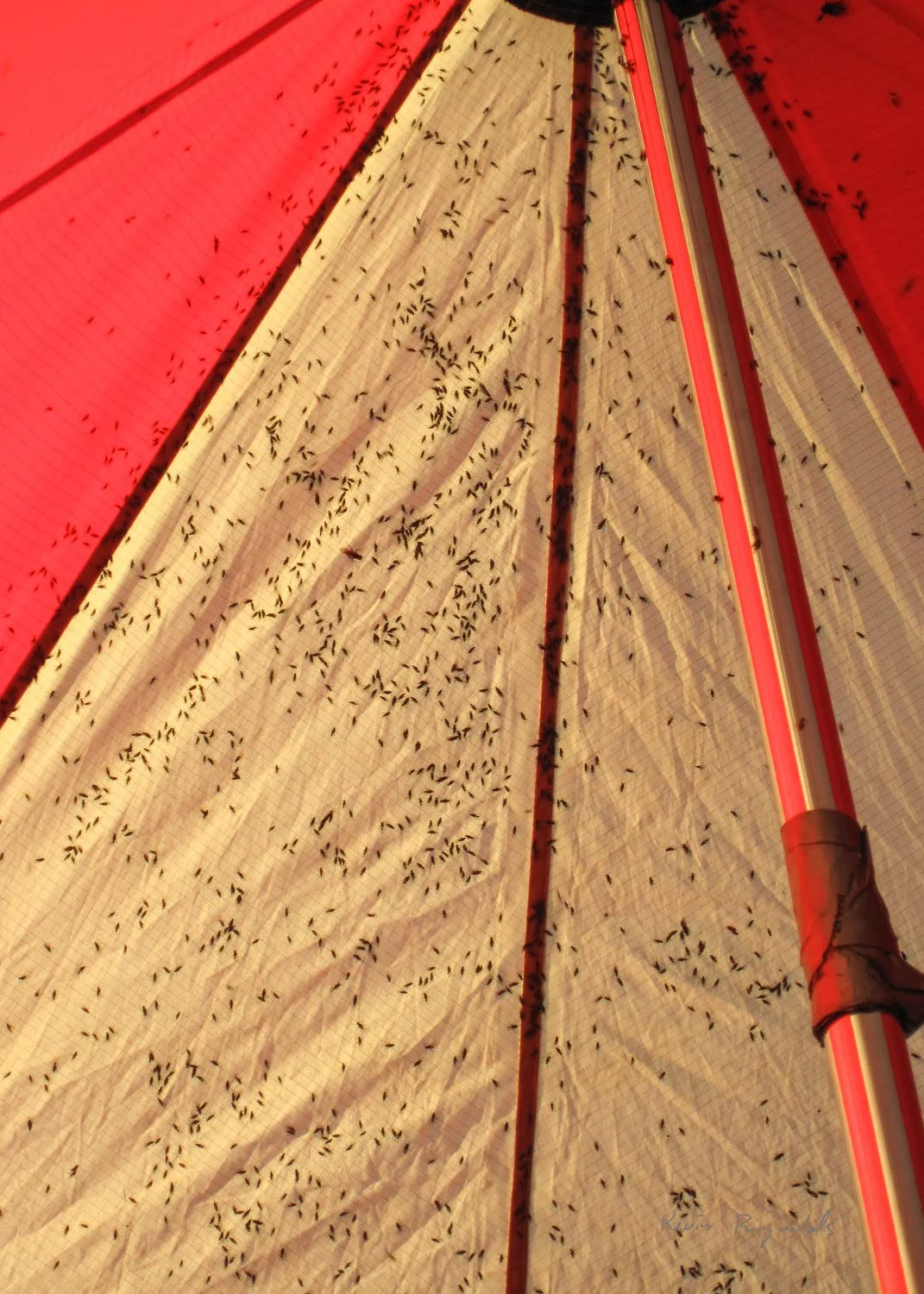 Blackflies move to the top of the dining tent instead of biting