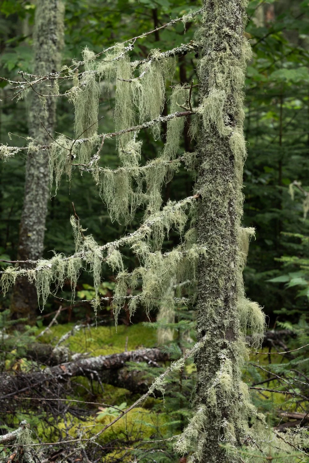 Old Man's Beard lichen in Lake Superior Provincial Park, ON