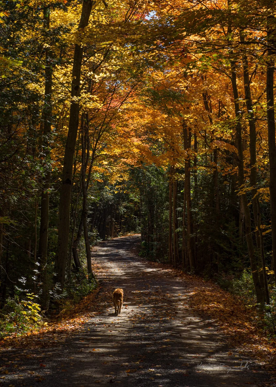Fall colours in rural Ottawa, ON