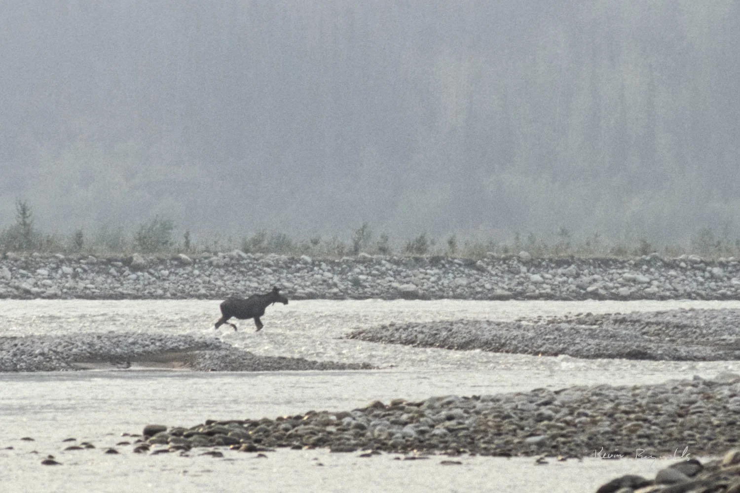 A moose crossing the Mountain River in fire smoke